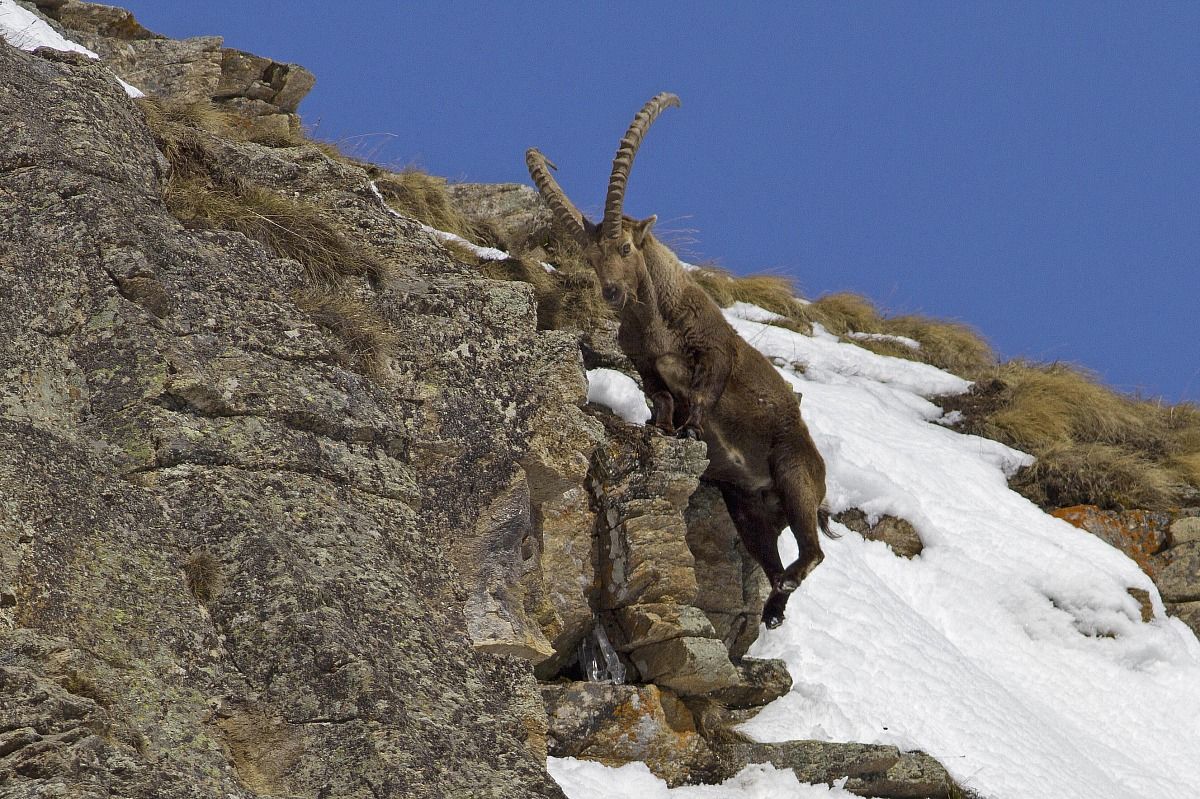 ibex
