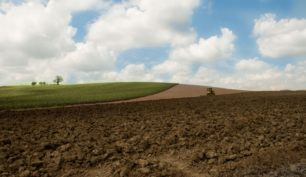 Terre di Mararemma zone Scanzano