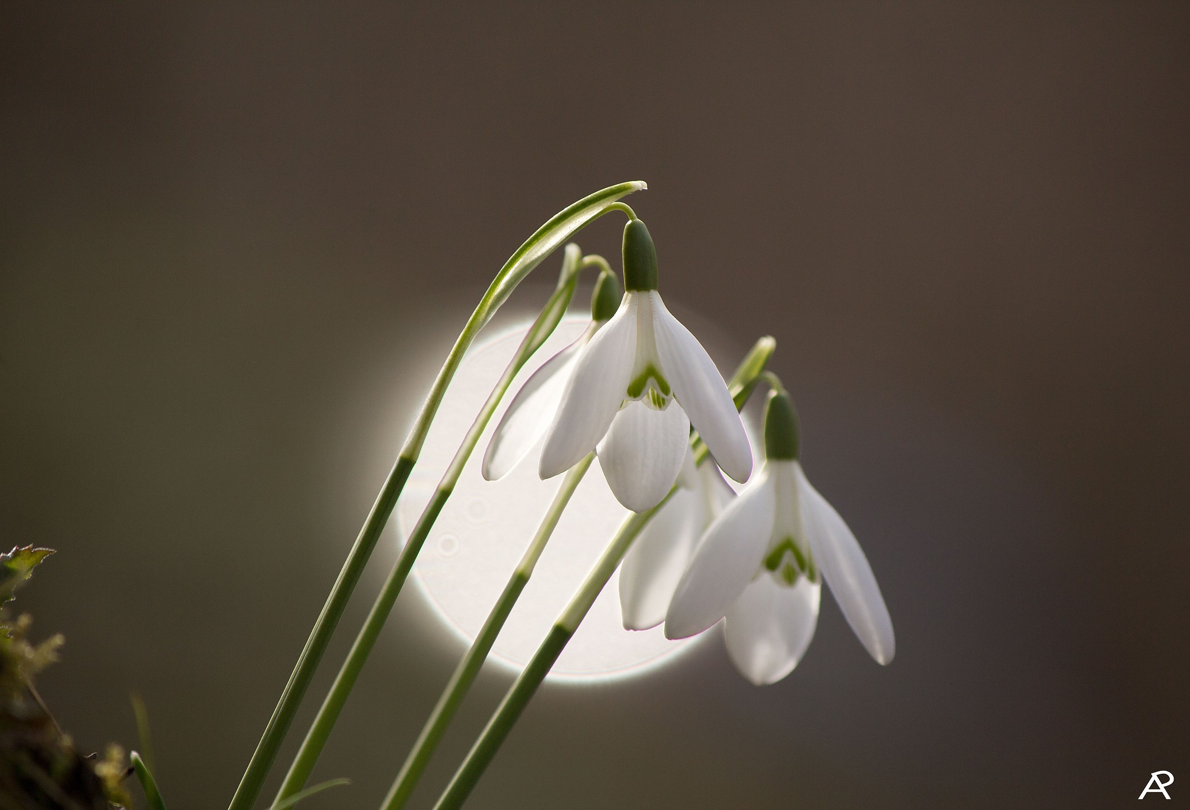 Snowdrop