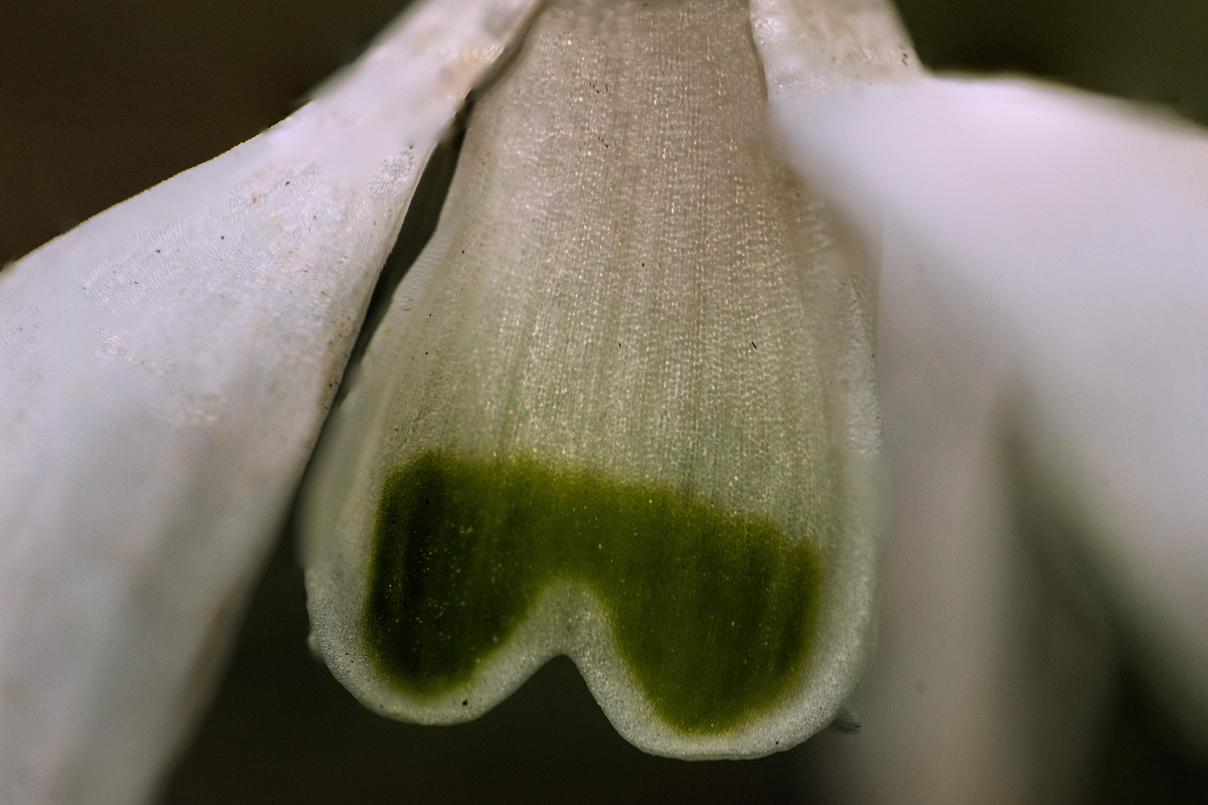 Bucaneve - particolare