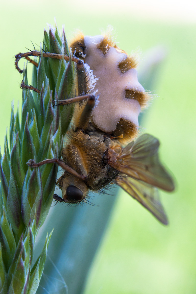 Mosca affetta da Entomophthora muscae