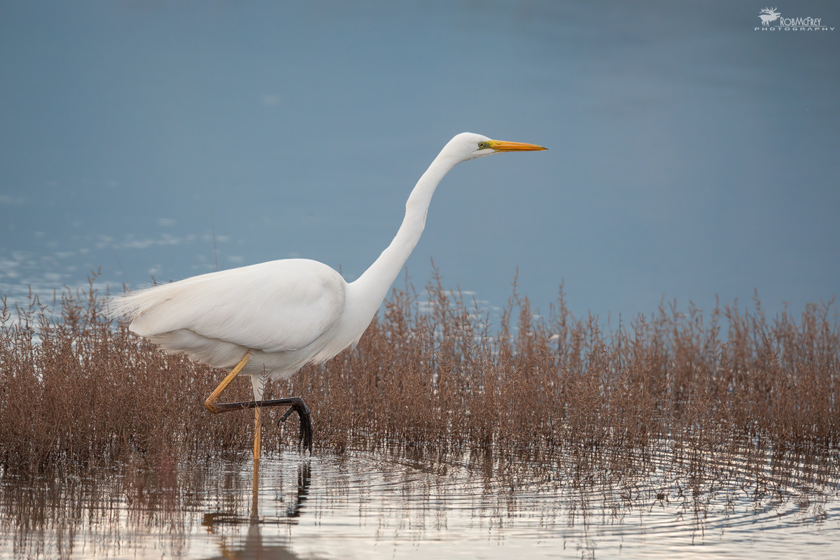 Major White Heron hunting