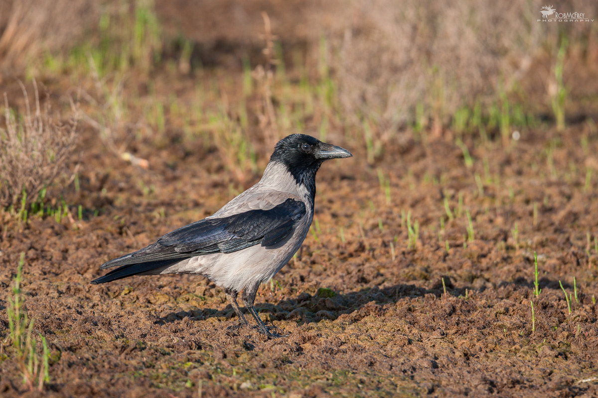 Cornacchia in the pond