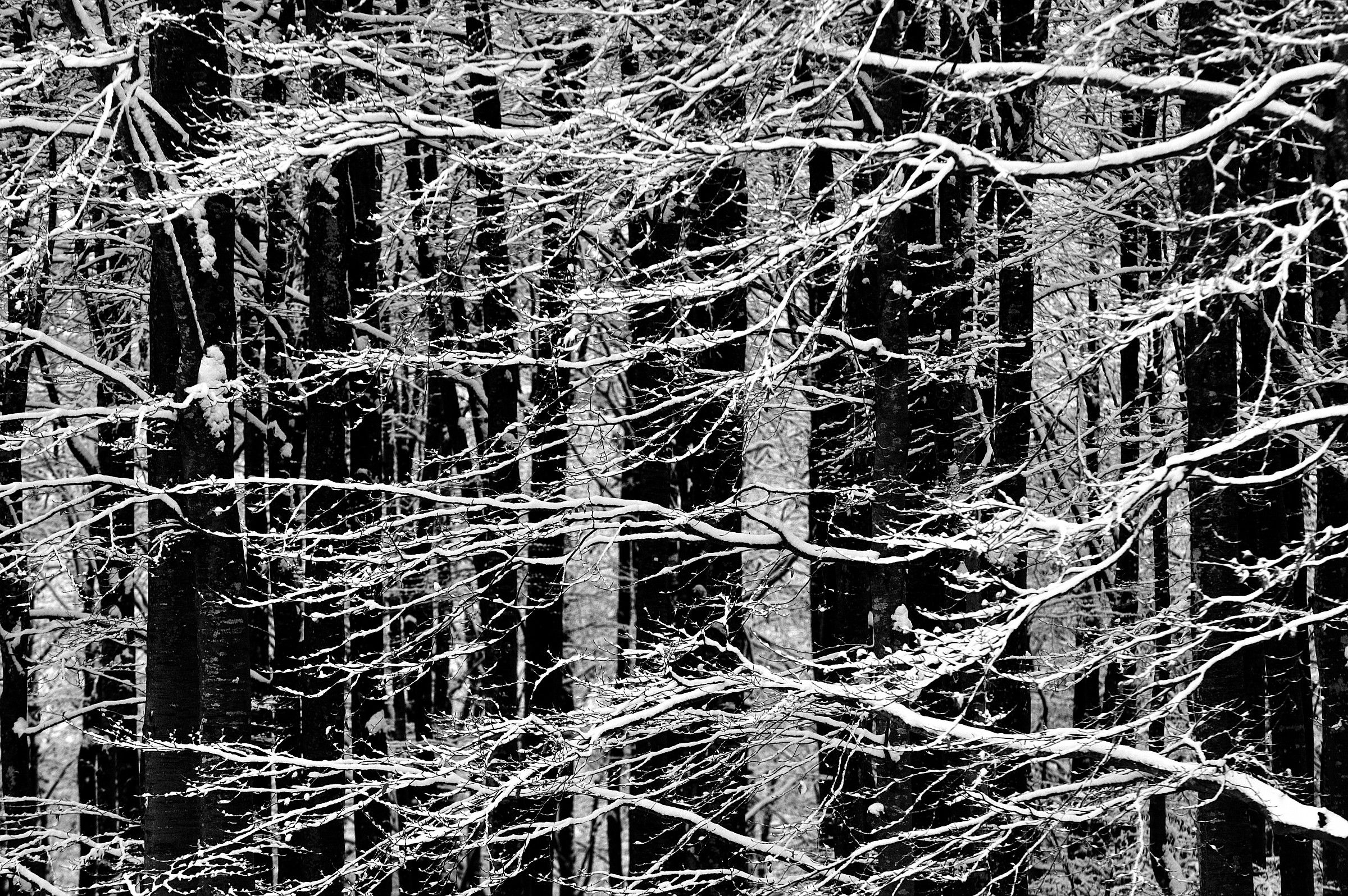Trame nel bosco innevato...
