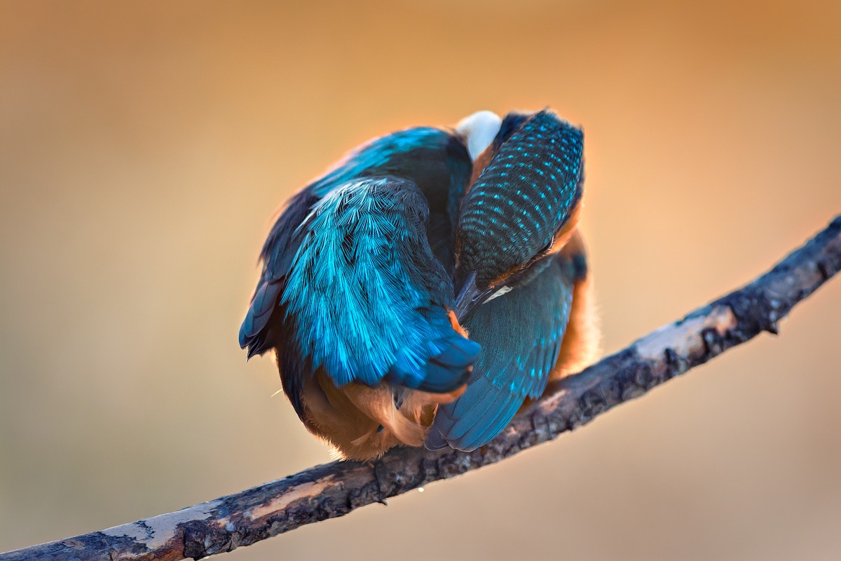 Kingfisher