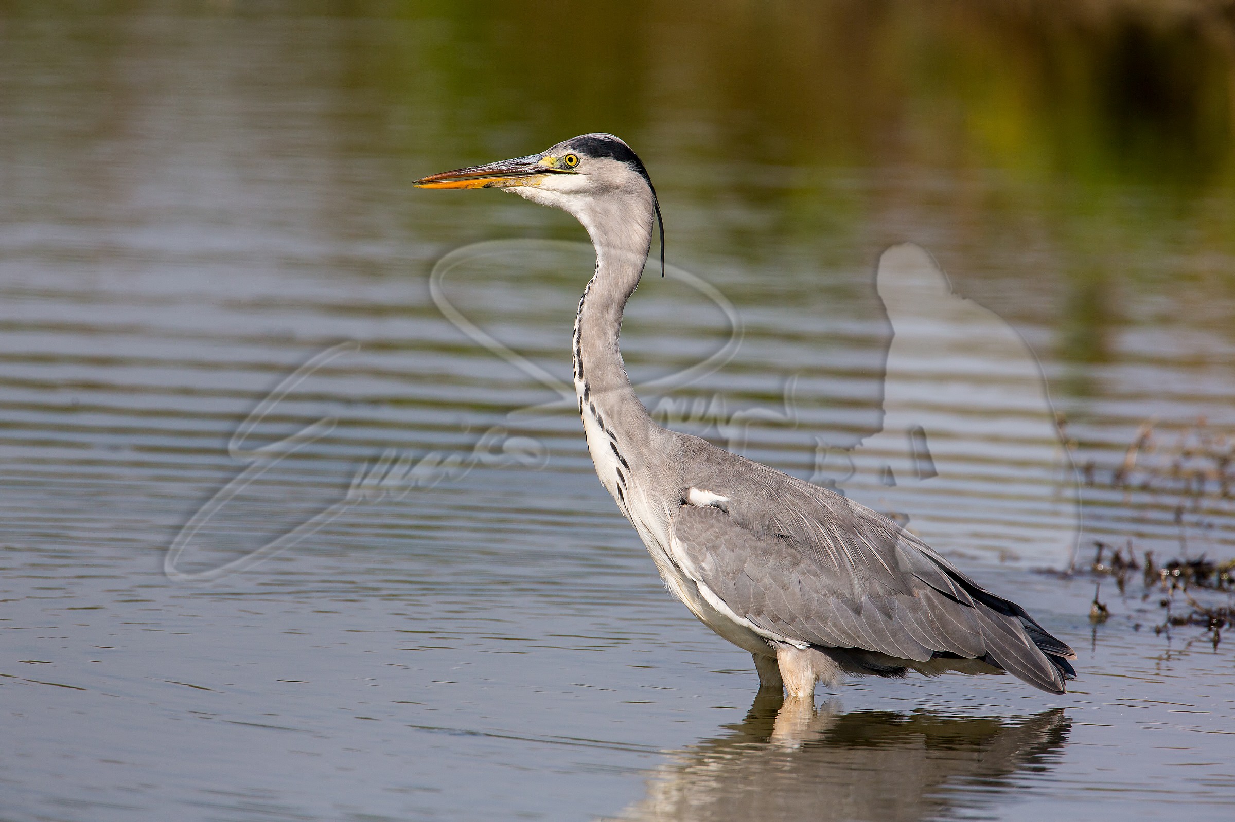 The heron Cenerino