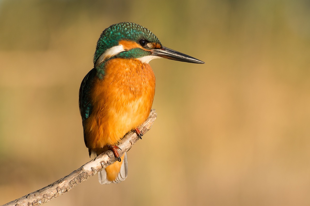 Kingfisher