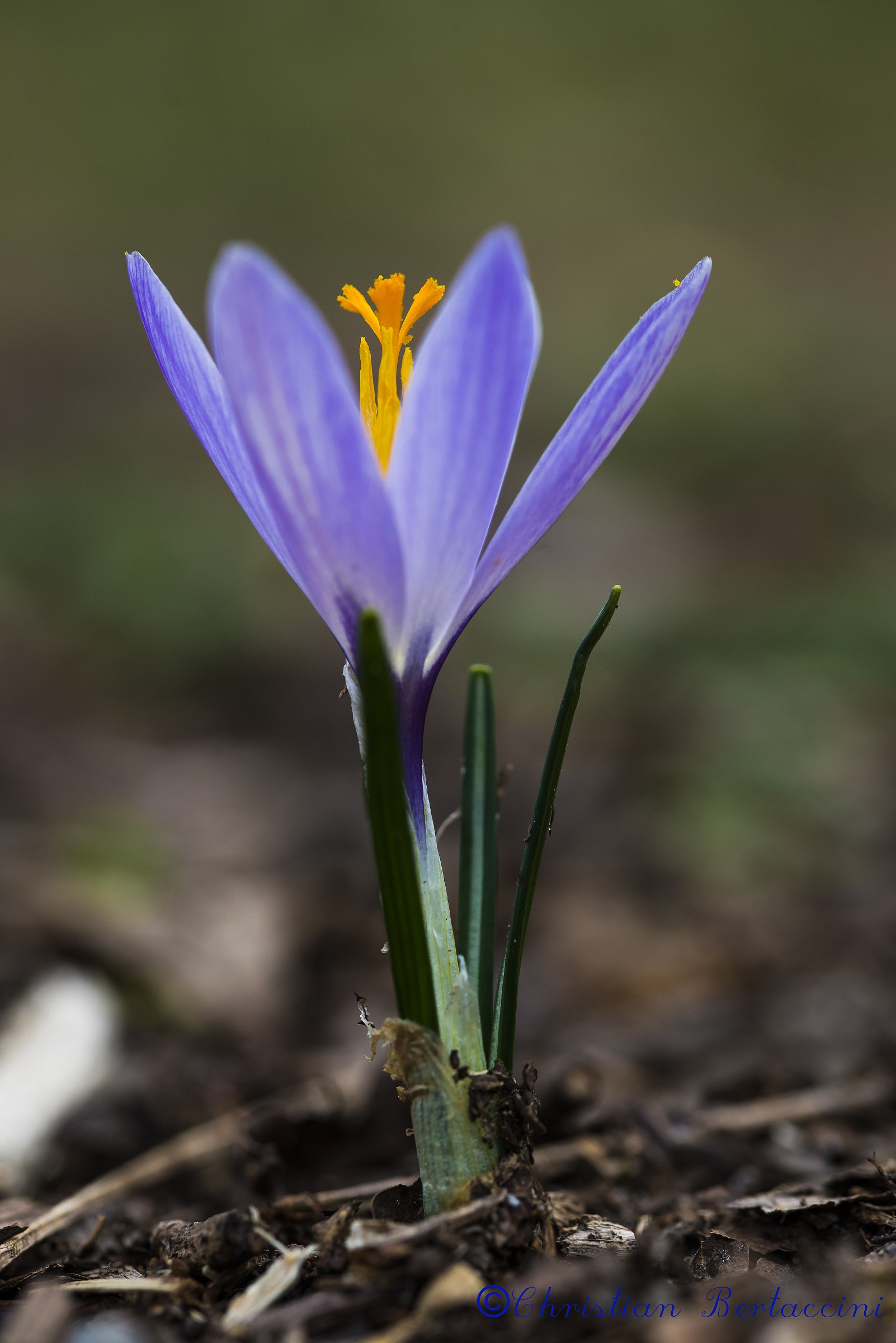 Crocus
