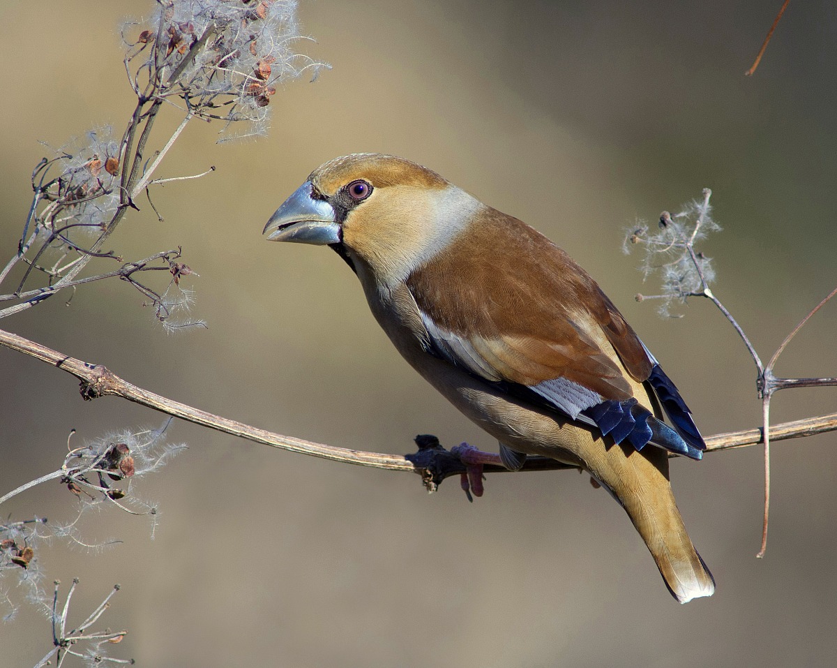 Il frosone e i semi di vitalba