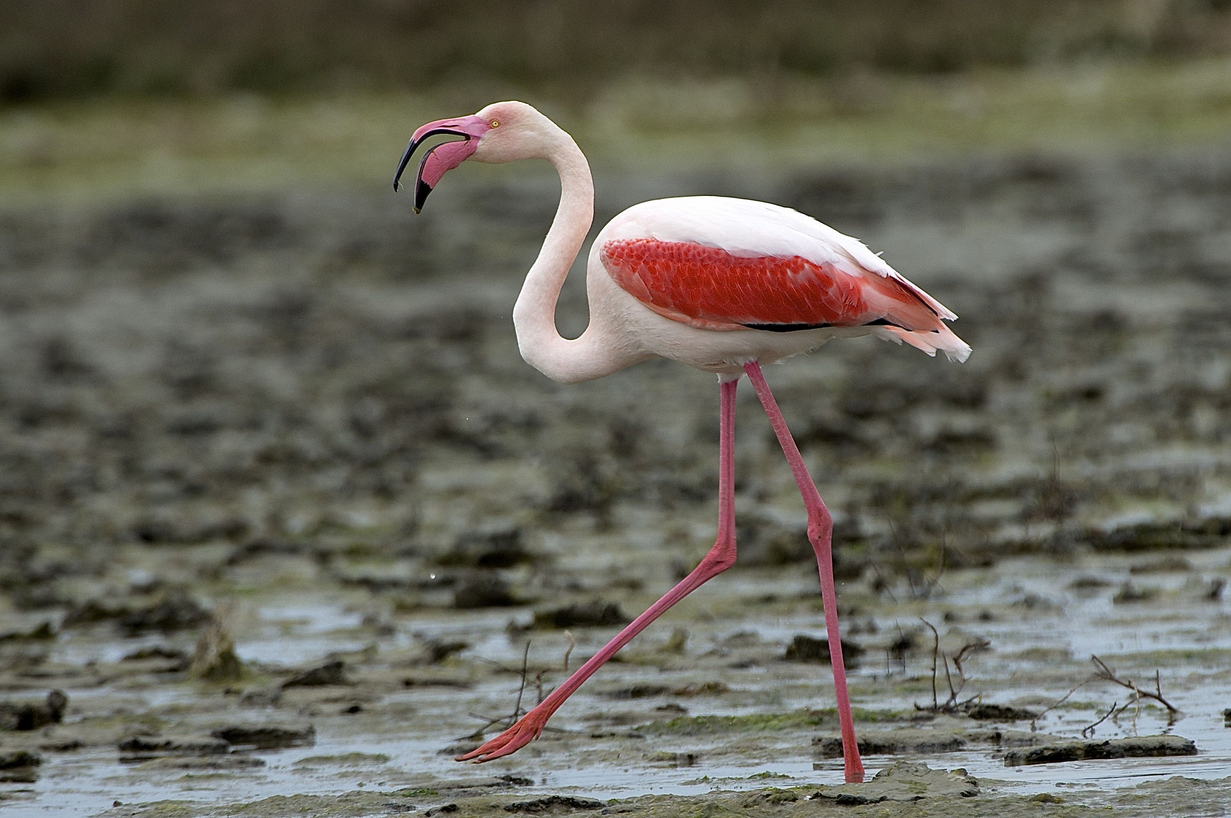Red Flamingo
