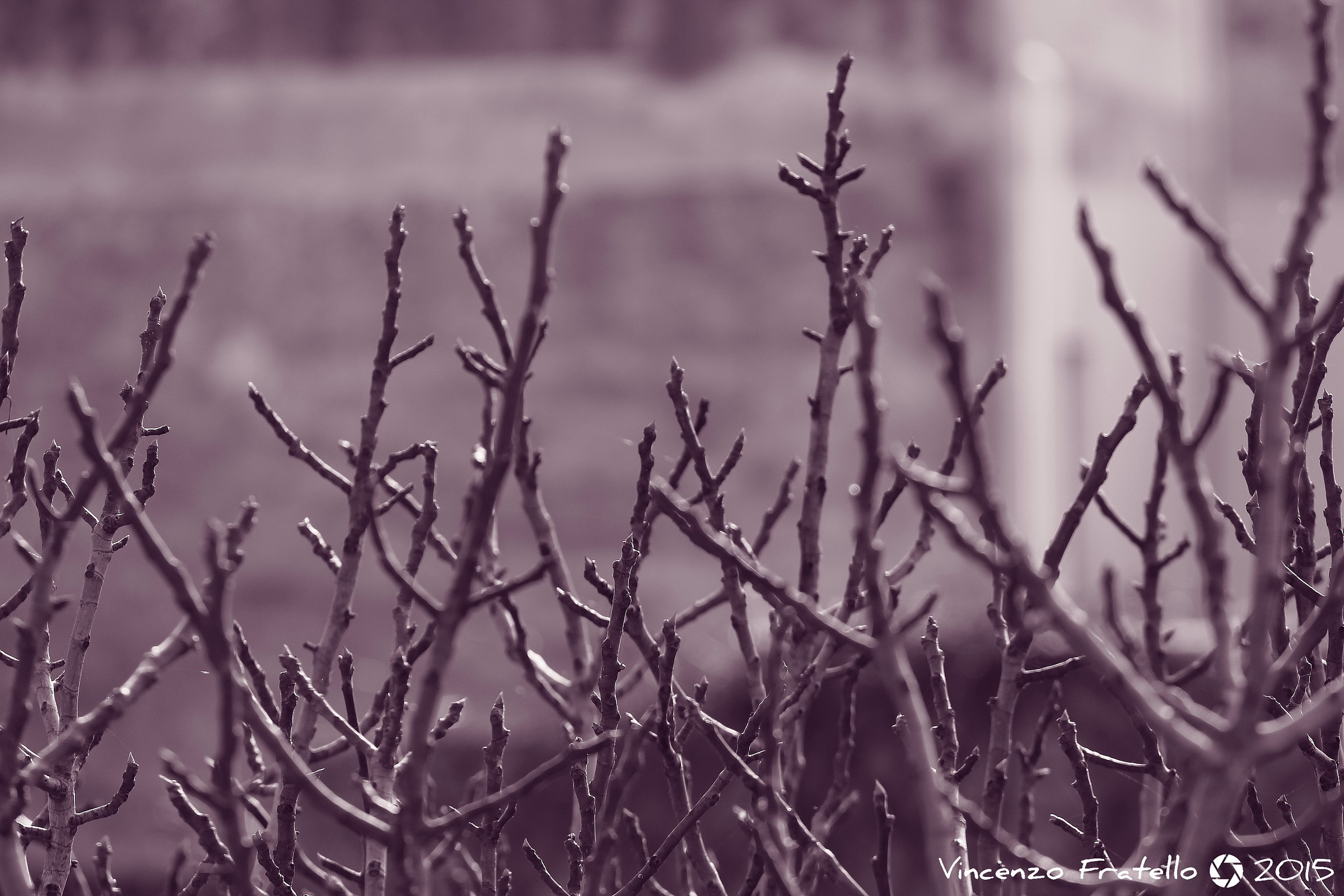 Scheletri Di natura.