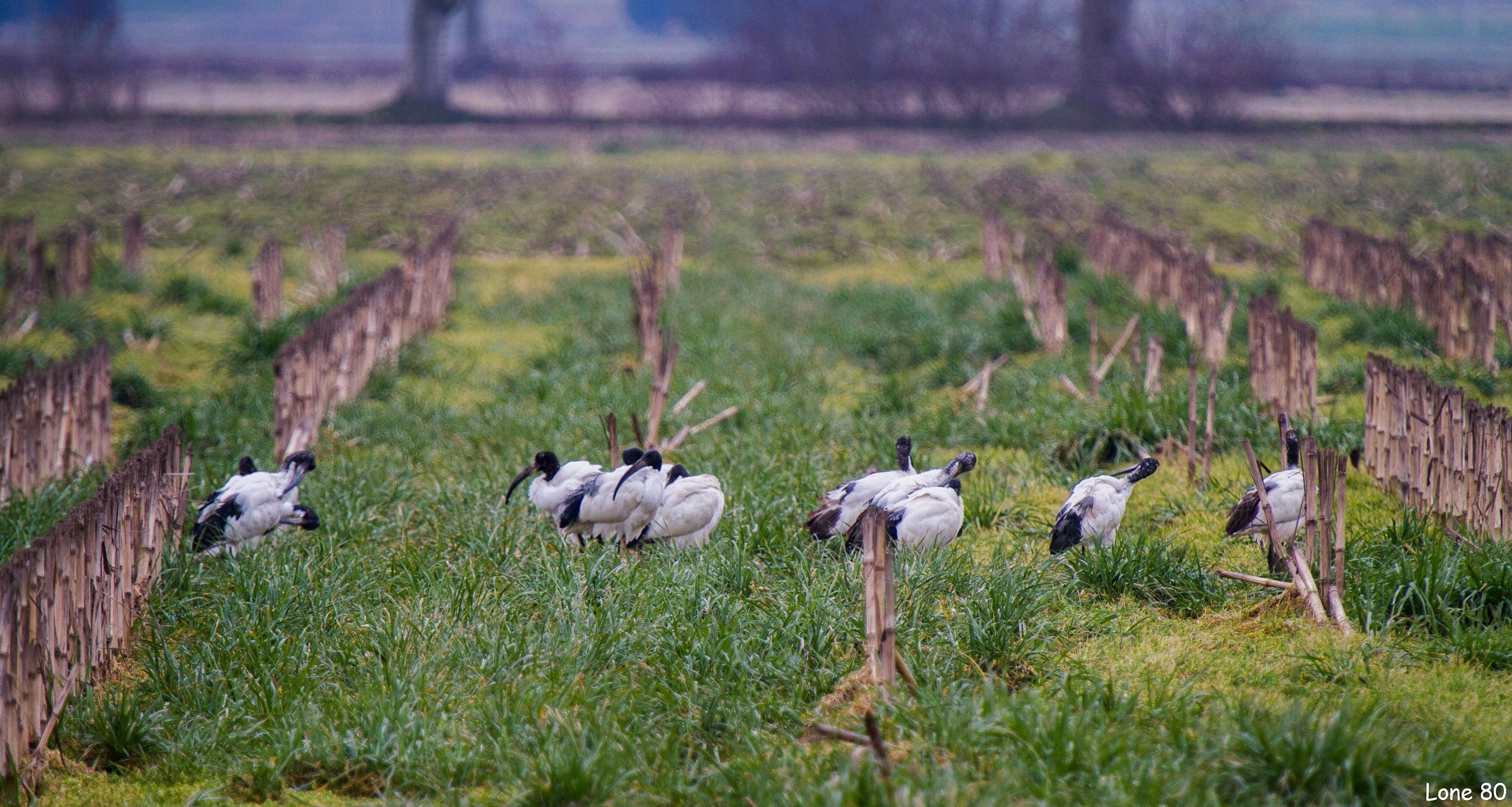 Un bel gruppetto di ibis