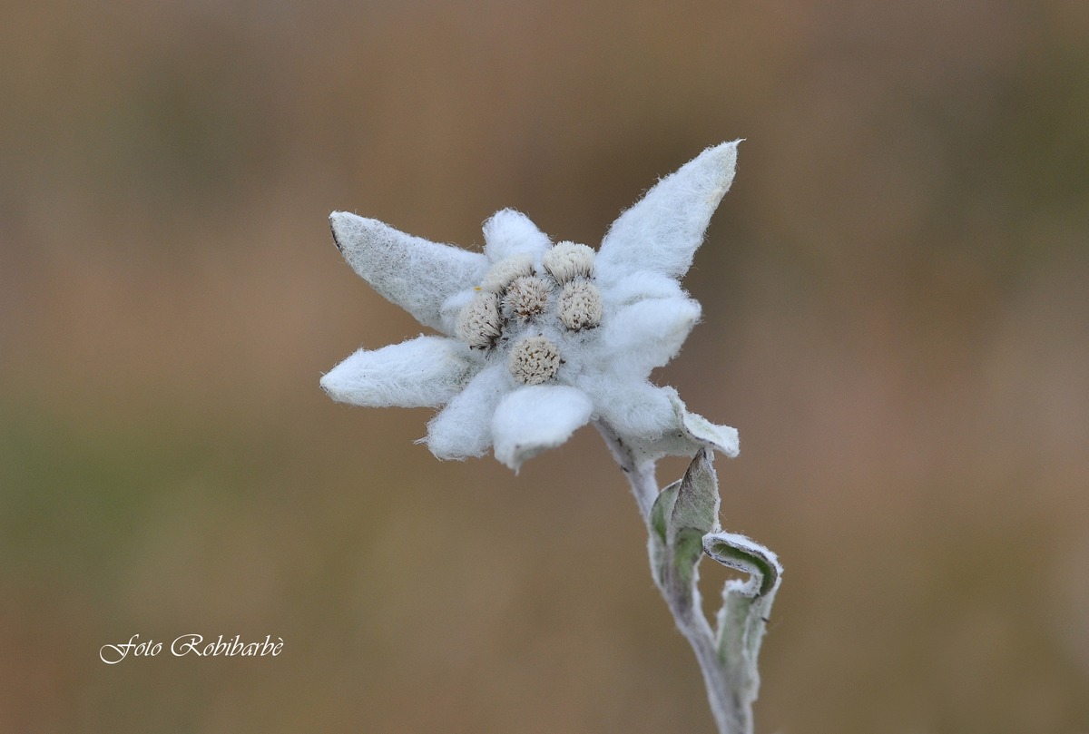 Una stella alpina....
