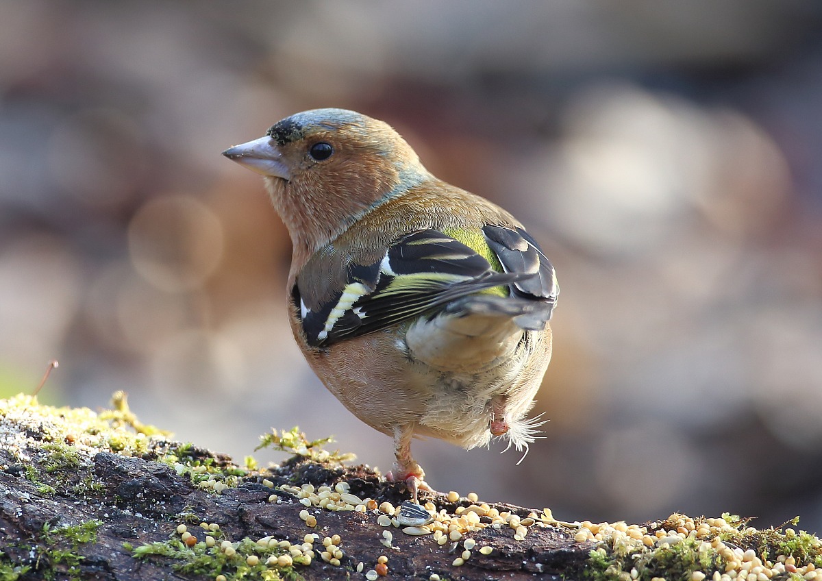 Fringuello sfortunato