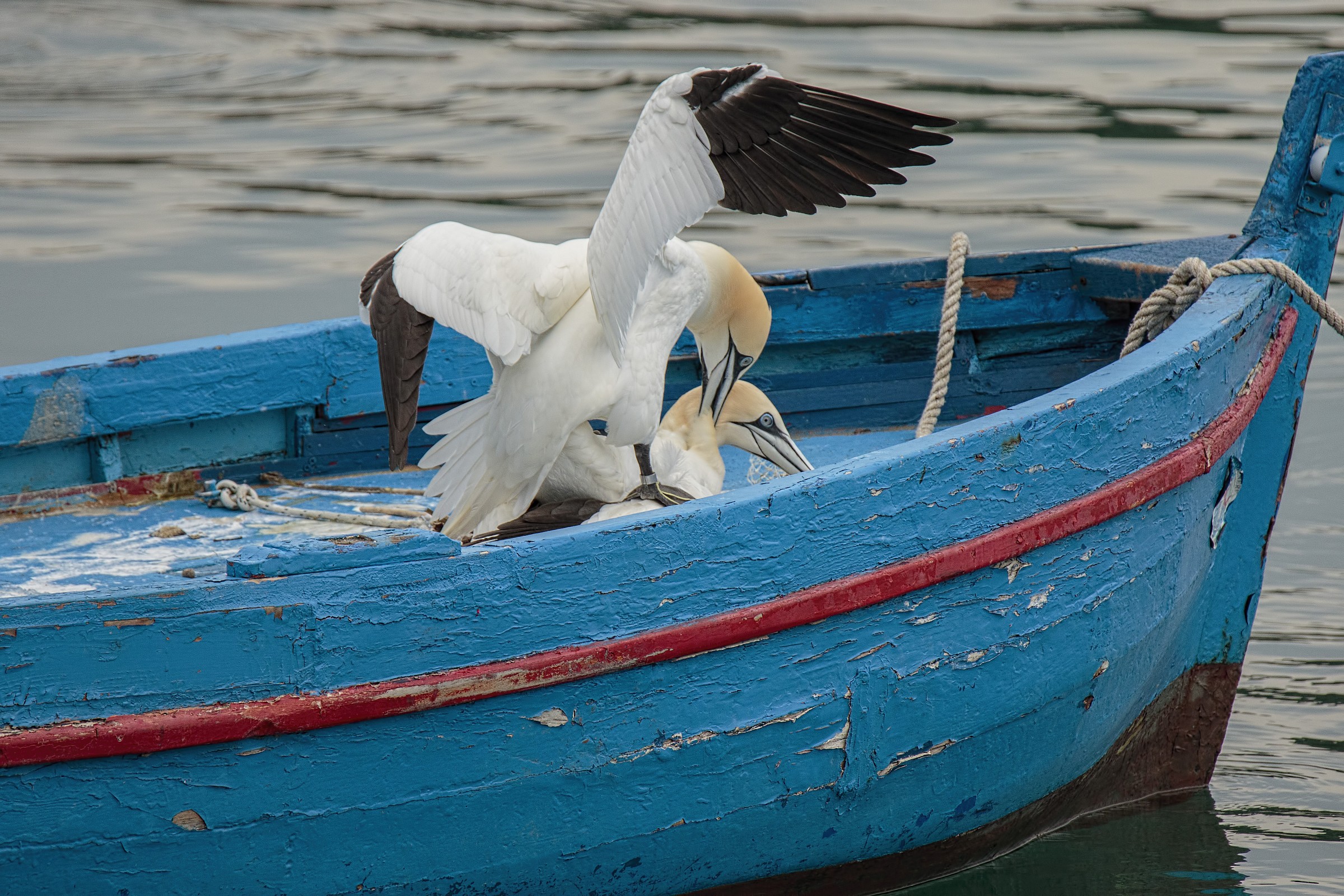 Northern Gannet (Sula)