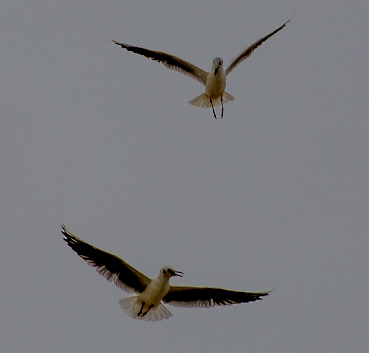 Chi stà in alto comanda