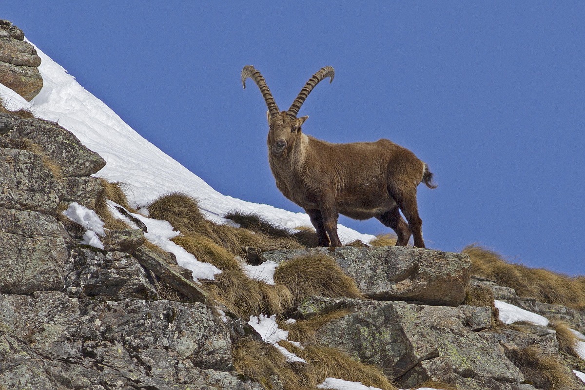 ibex