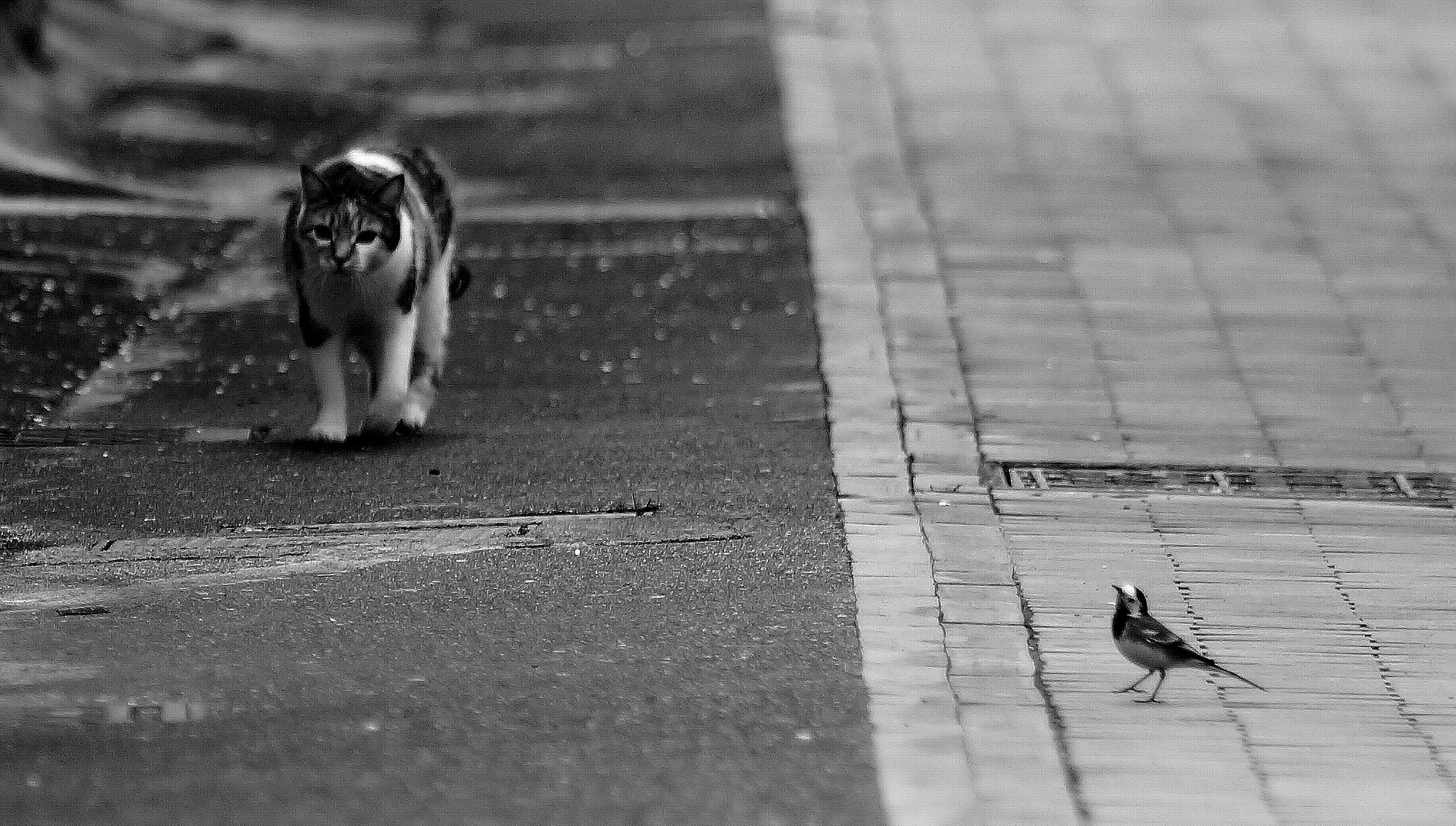 Il tentativo fallito