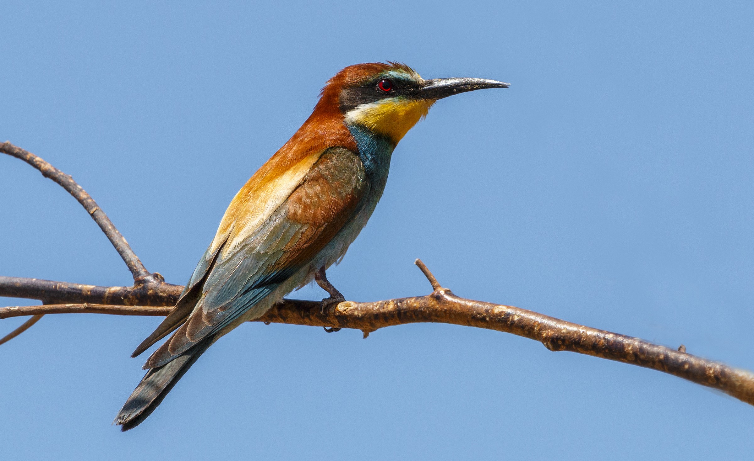 European bee-eater