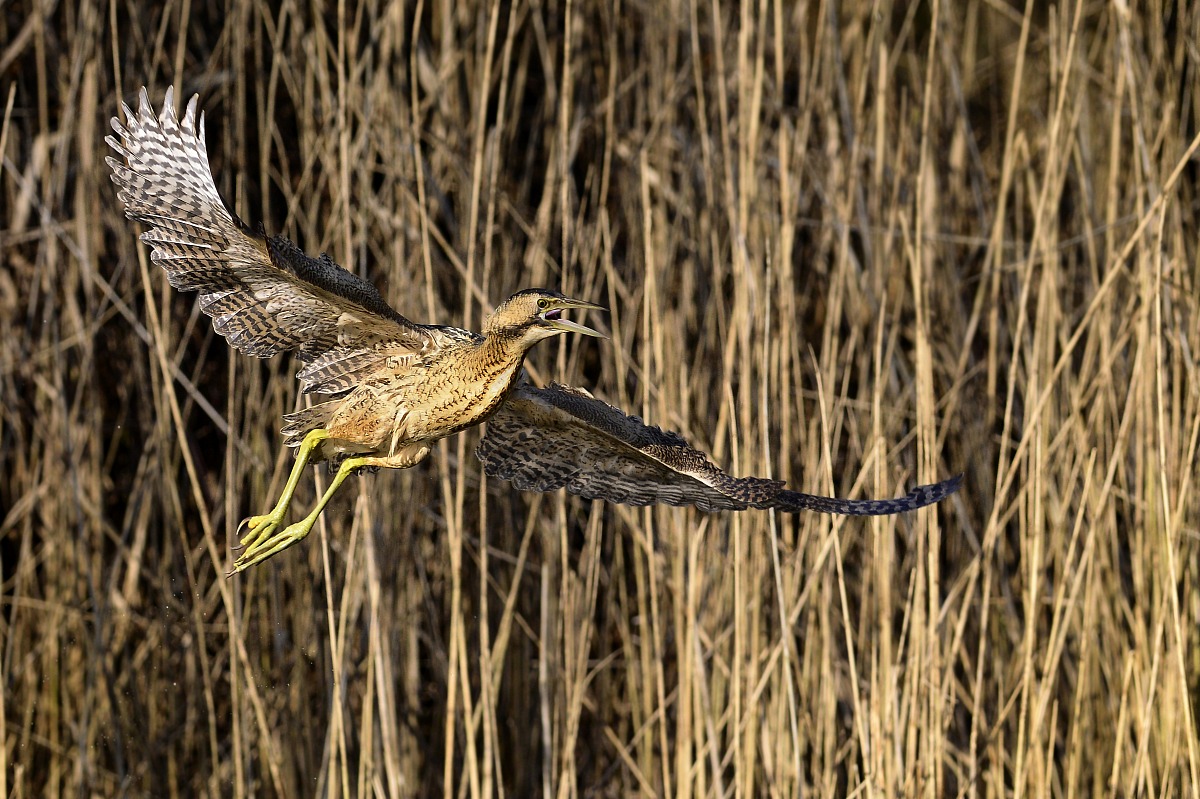 bittern