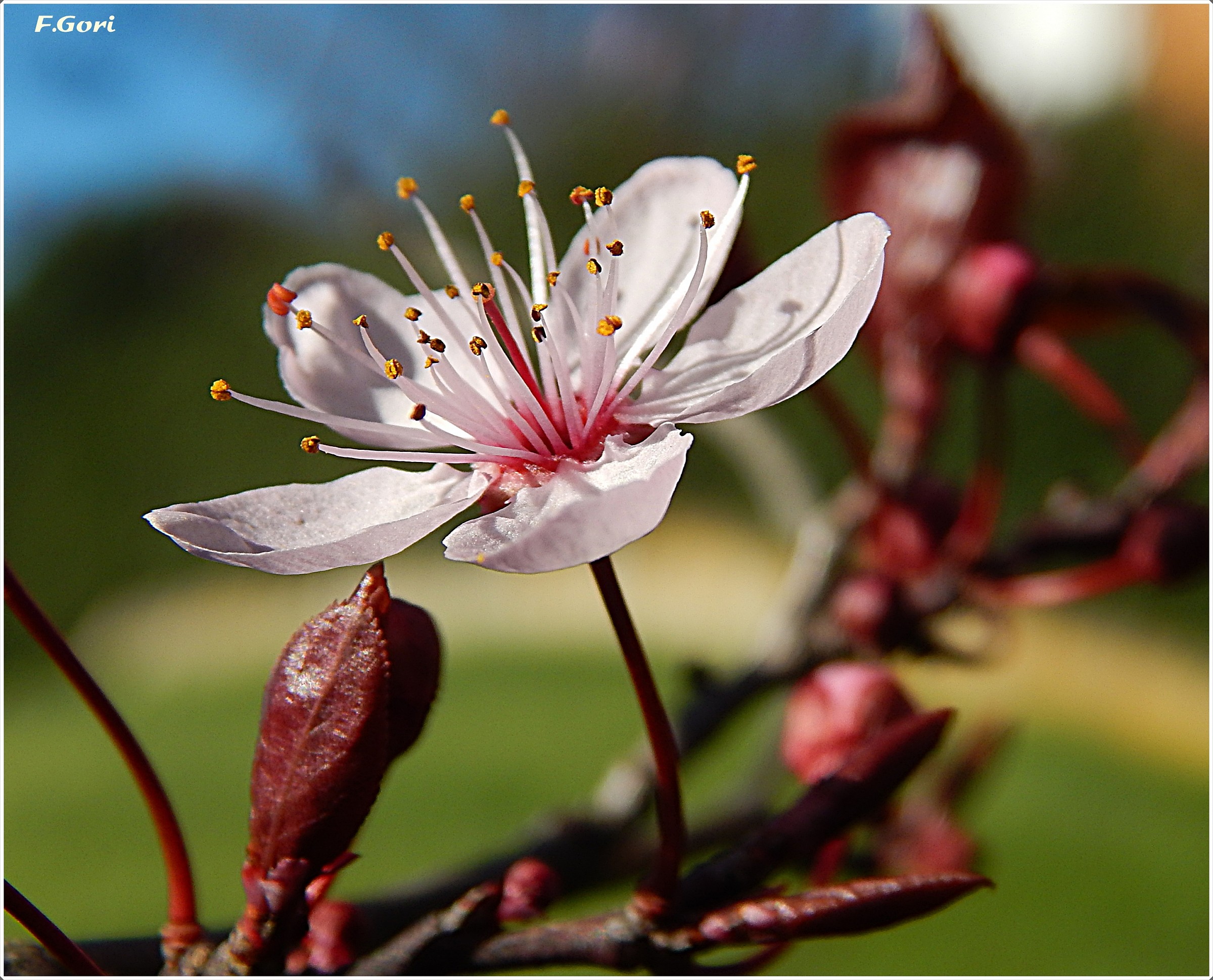 if a flower is spring