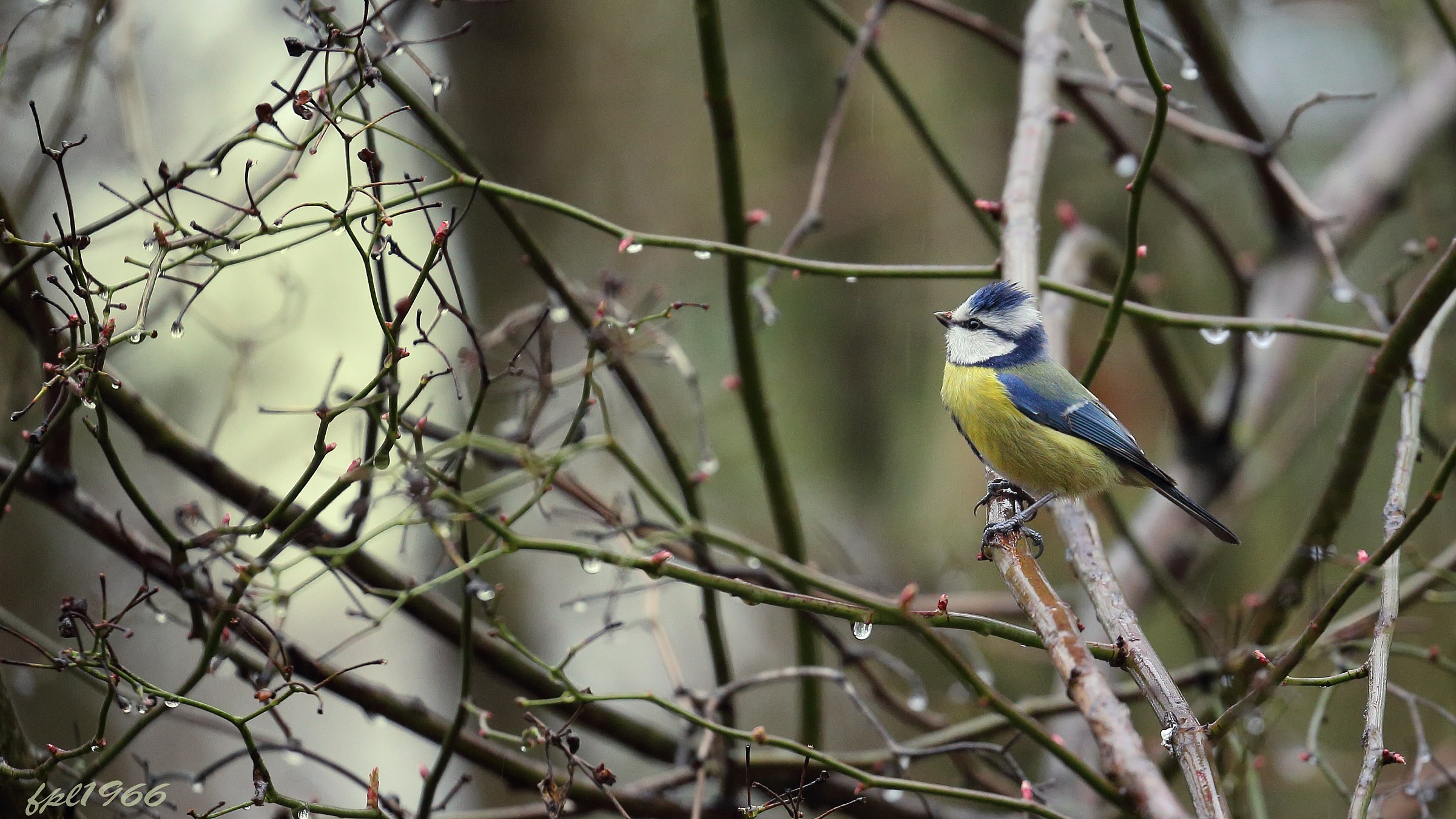 Blue tit