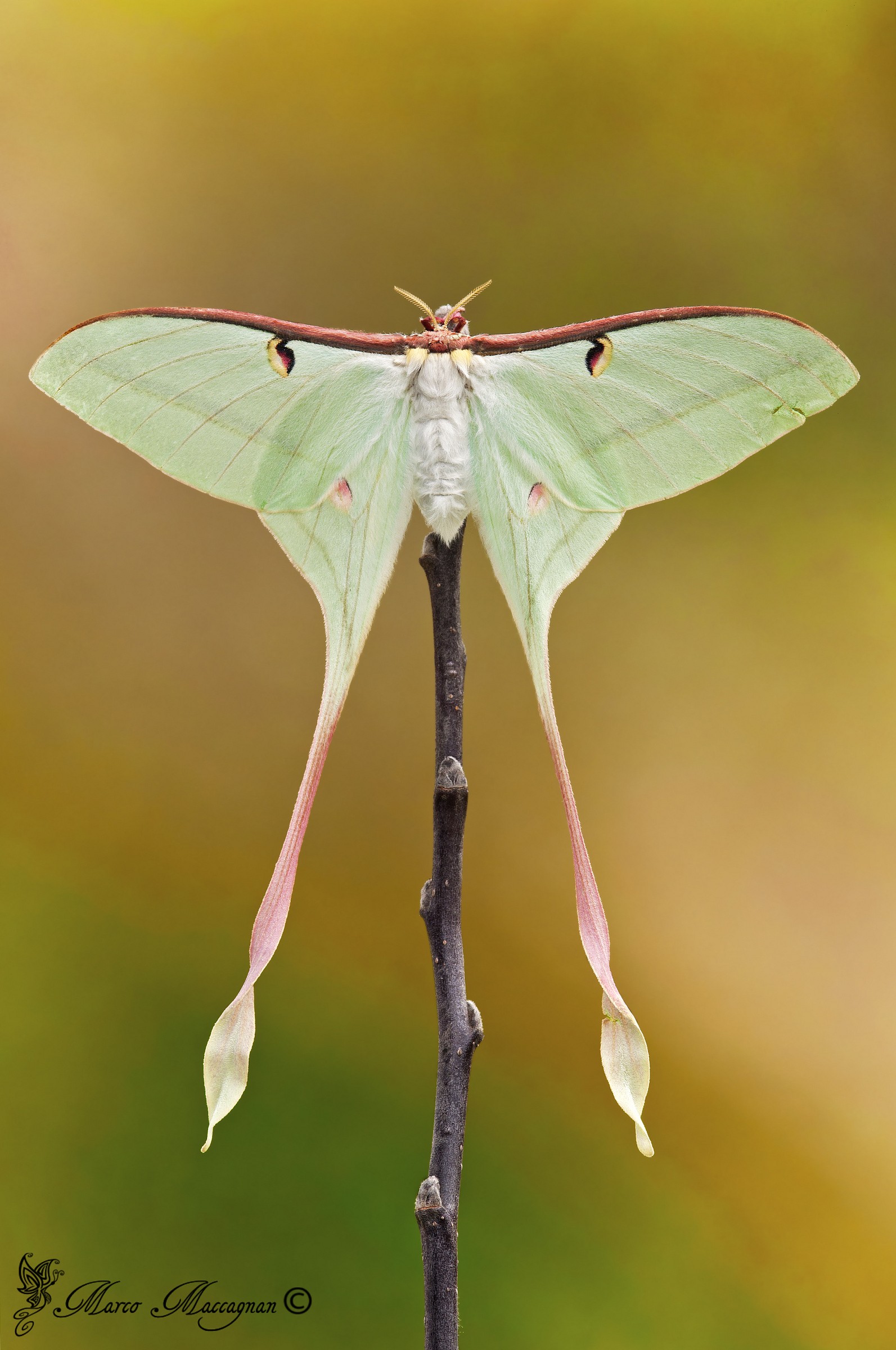 Actias dubernardi