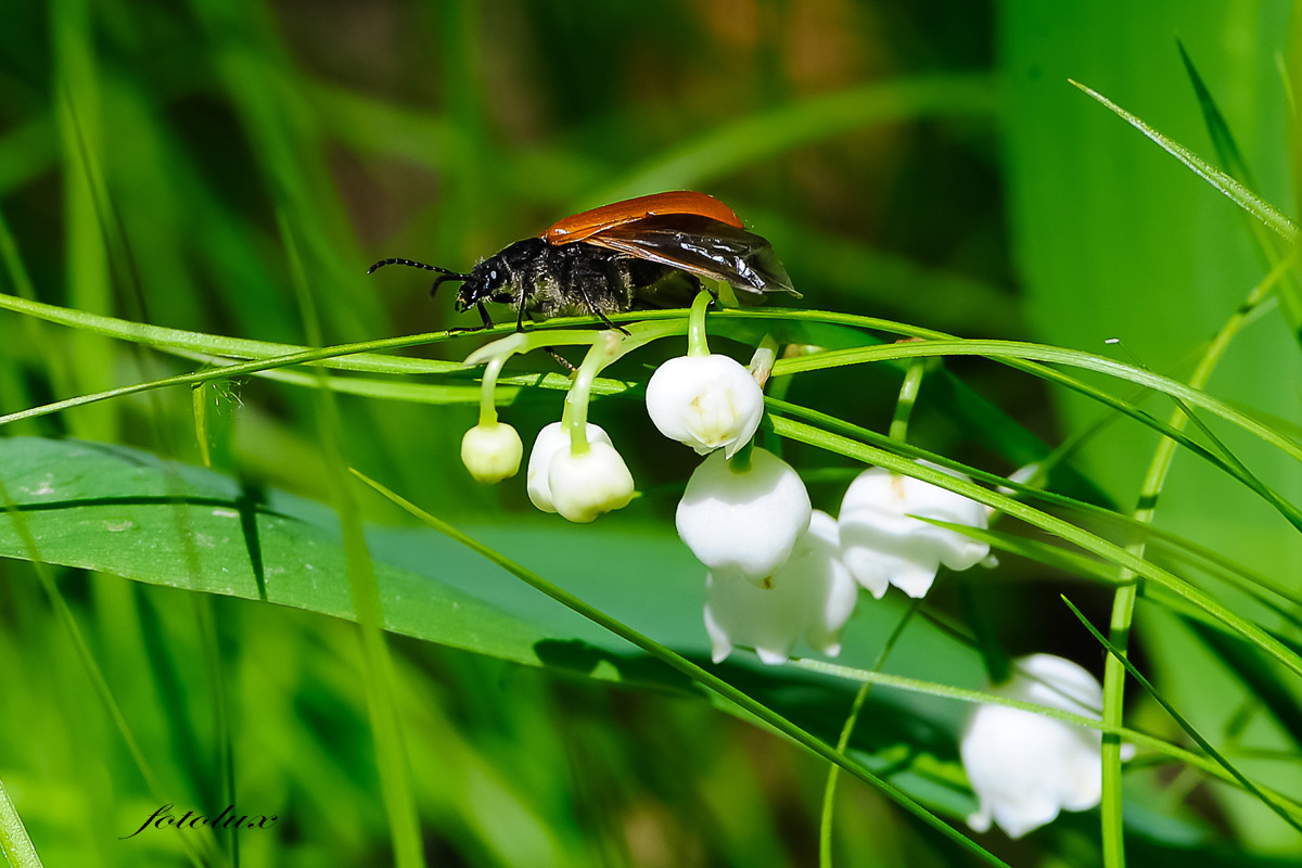Mughetto selvatico con (Coleottero) M.ti Lessini