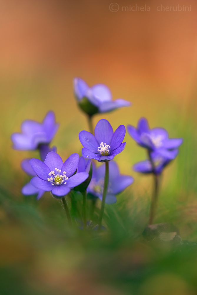 anemone hepatica