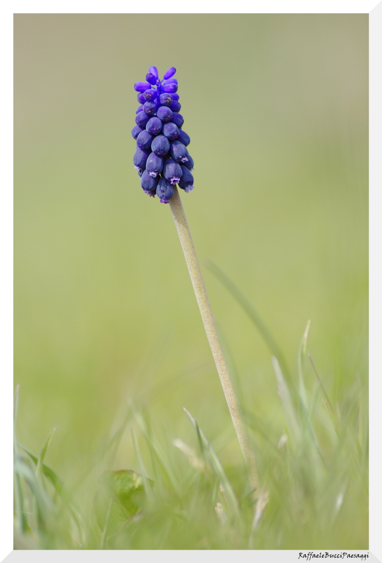 Muscari 1