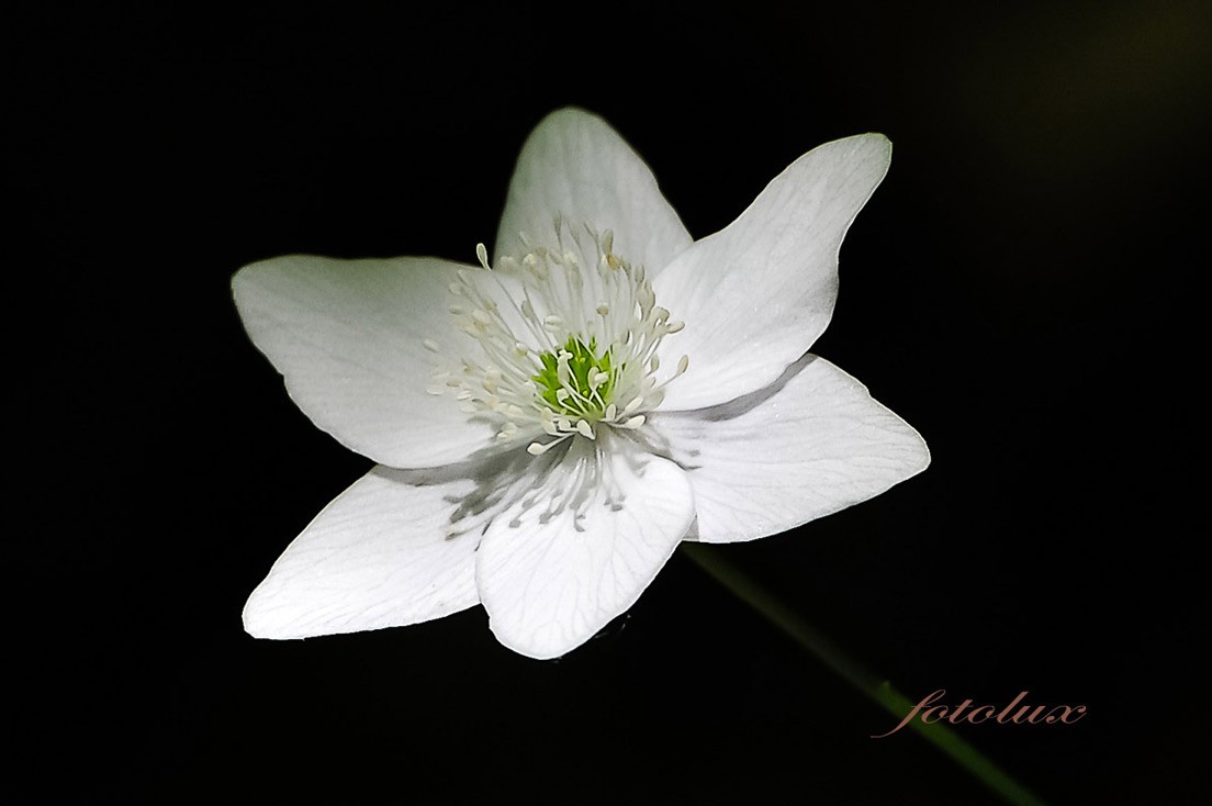 Anemone Trifolia Selvatico (M.ti Lessini) 2014
