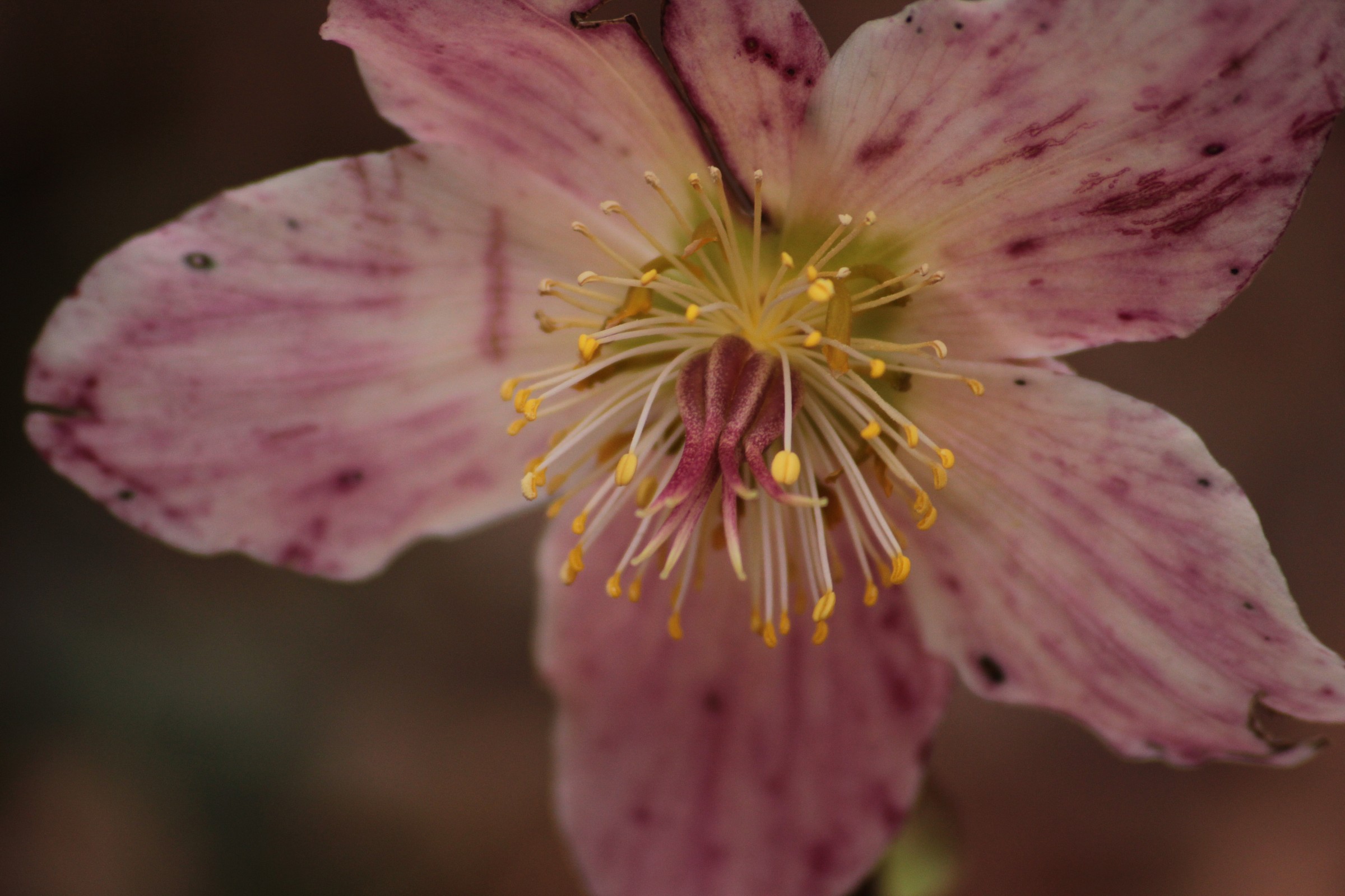 Hellebore dying
