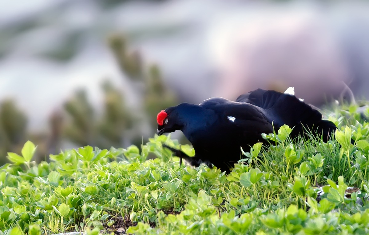 Fagiano di monte,Gallo forcello.
