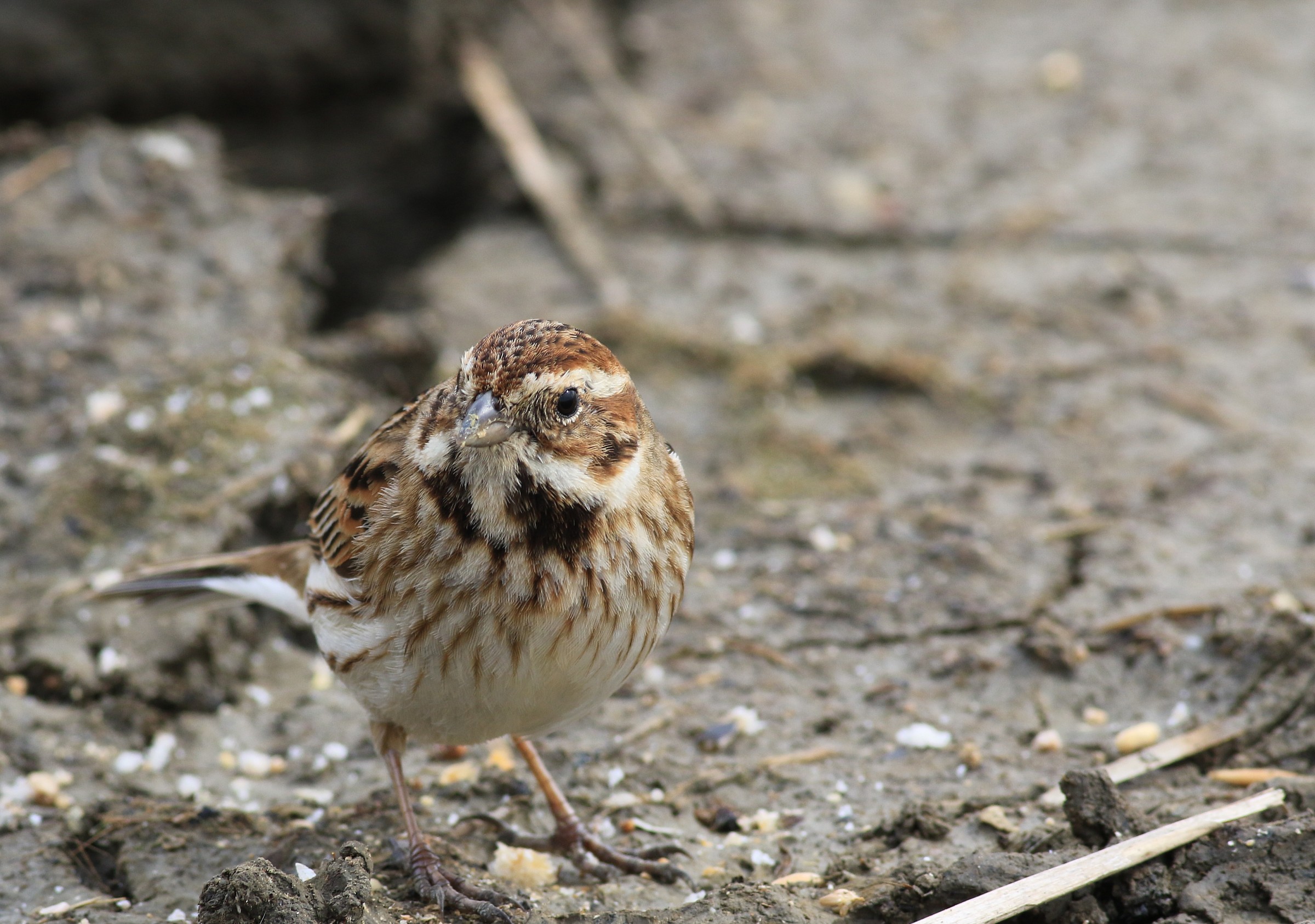 the first migliarino