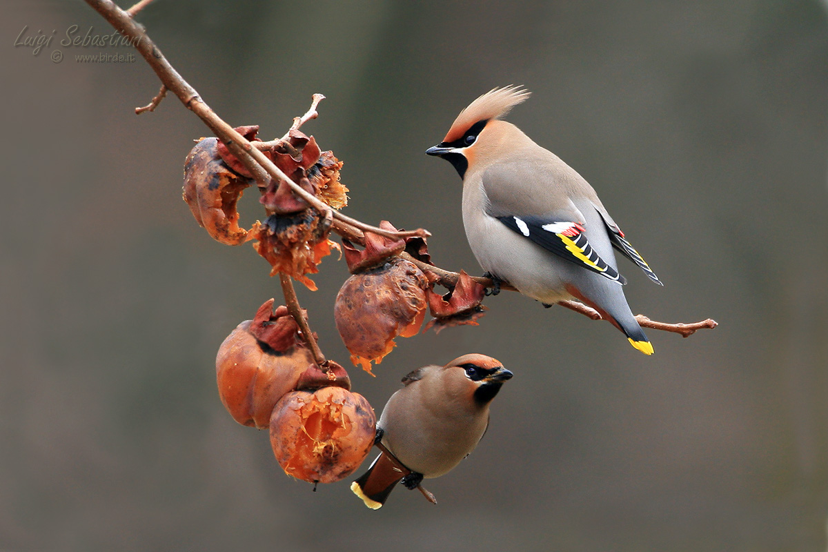 Waxwings