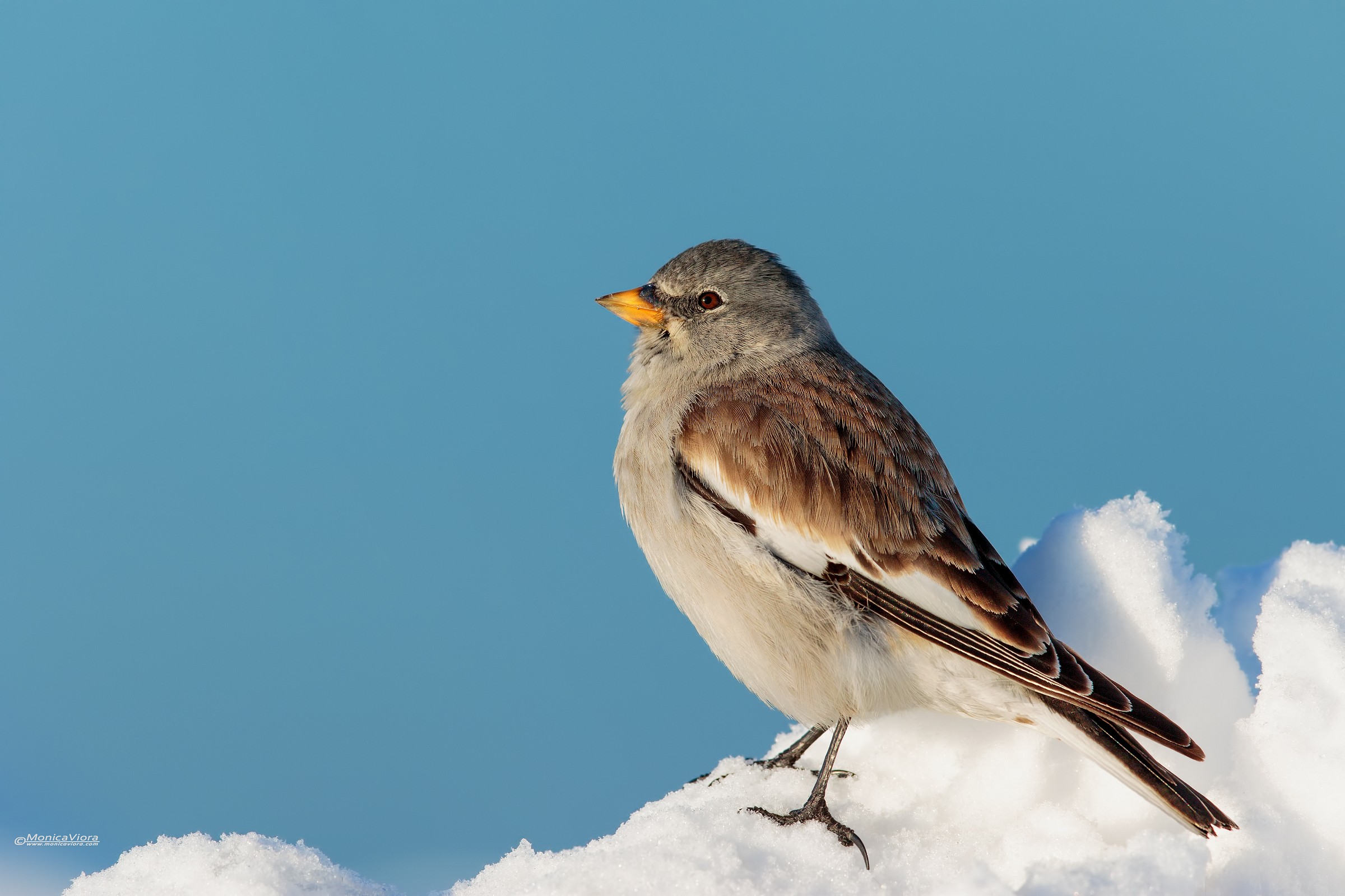 Snow finch