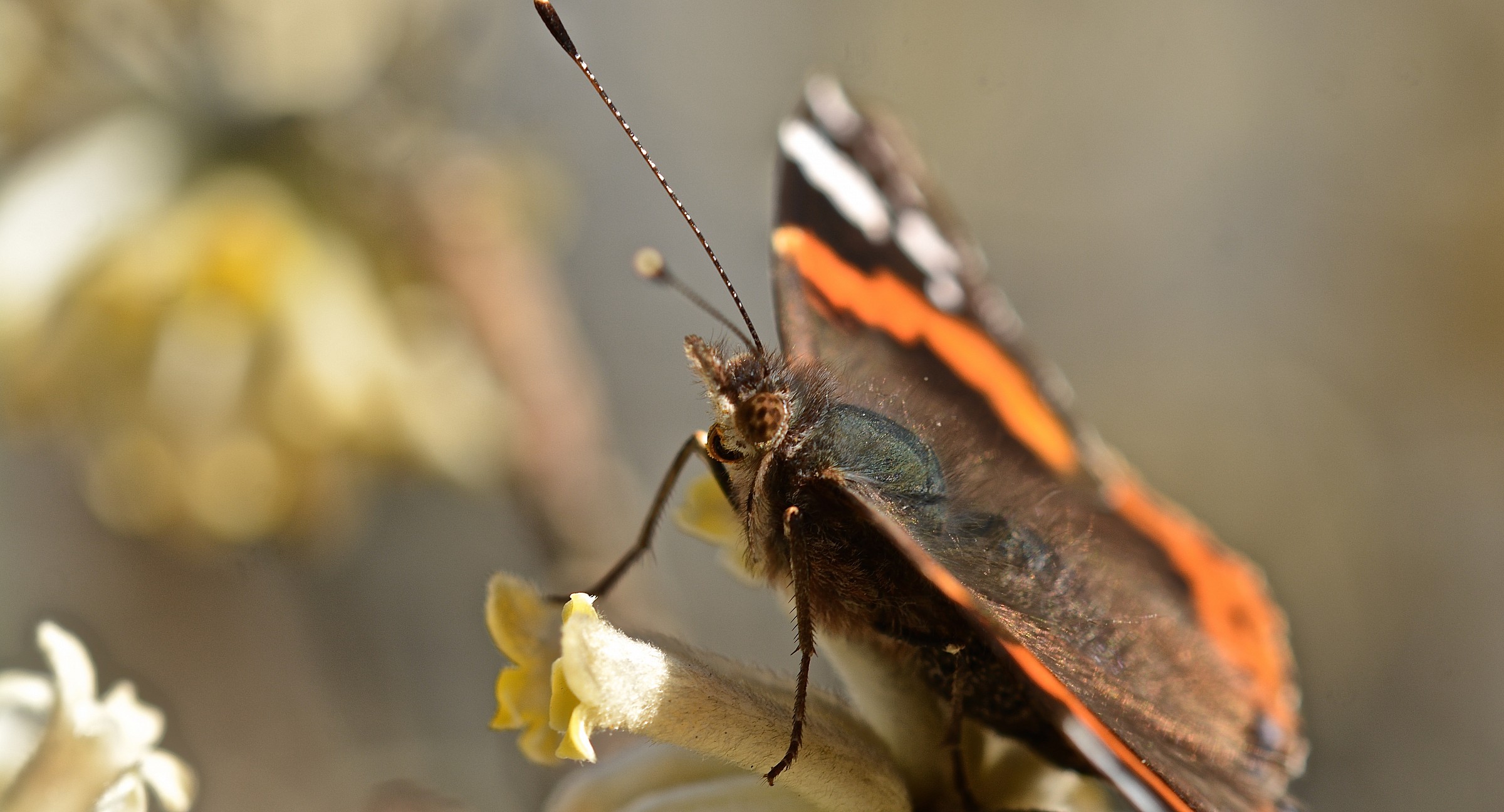 first butterfly of spring