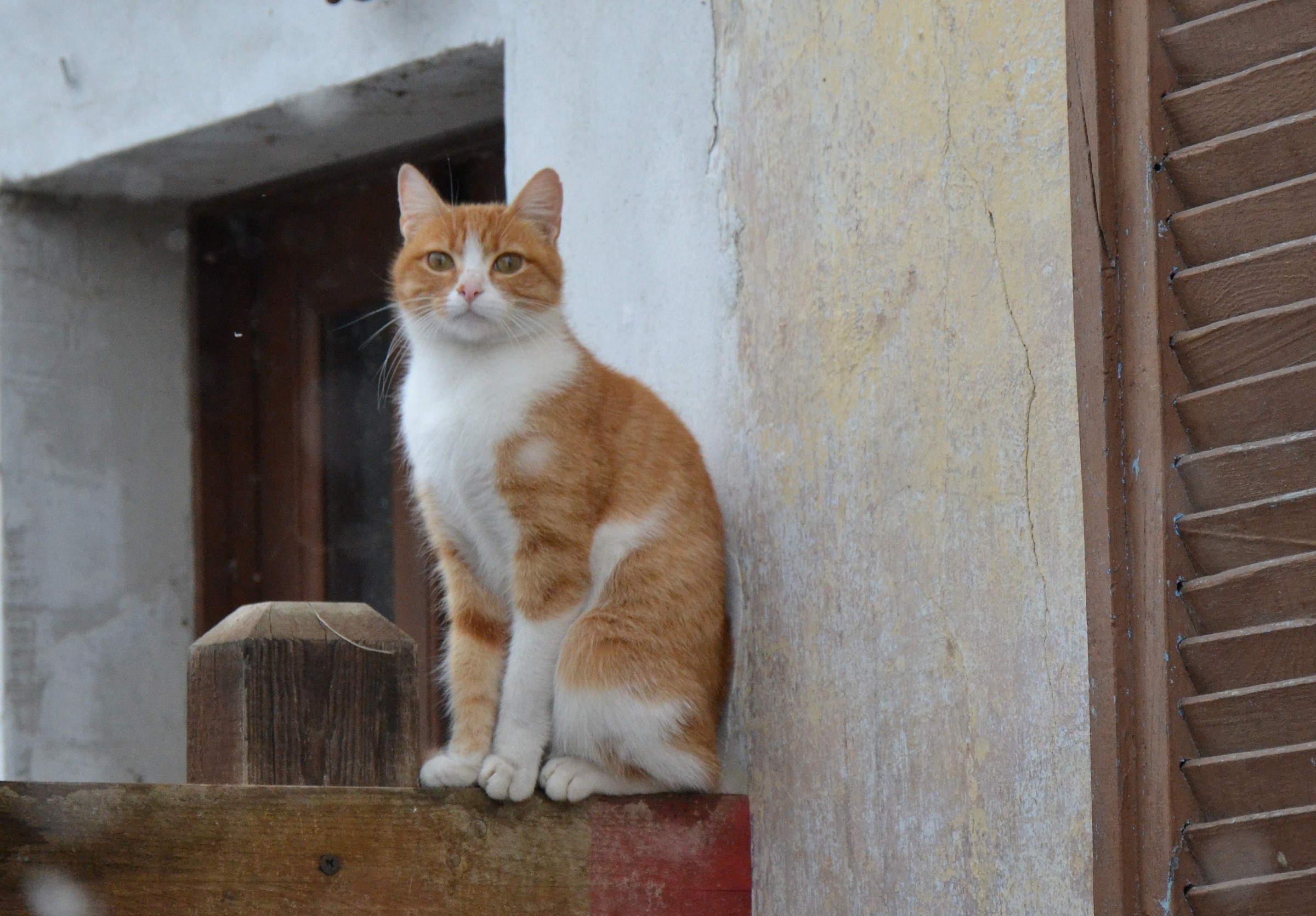 Acrobats sheltered ...