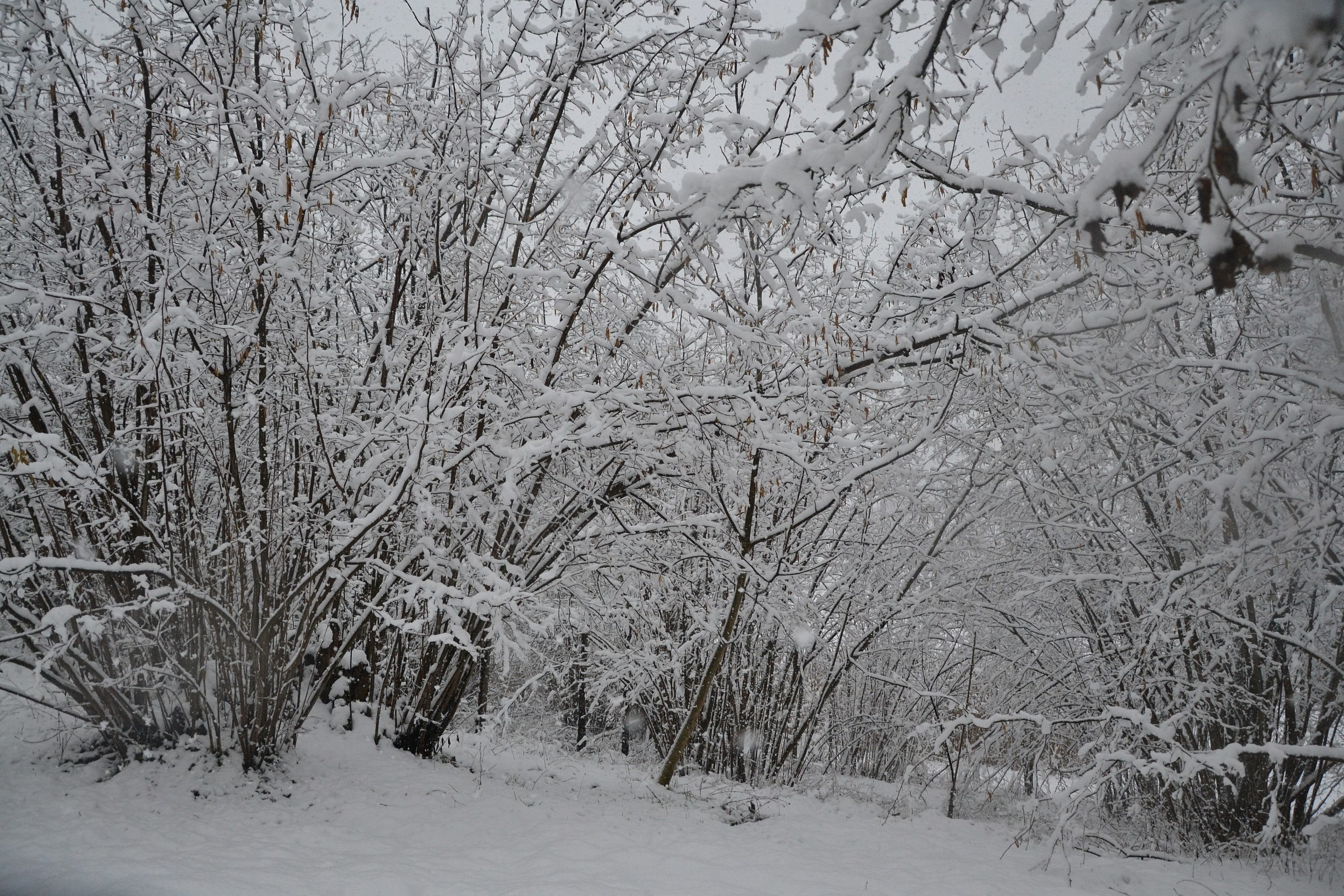 Enough ice for a Mojito ??