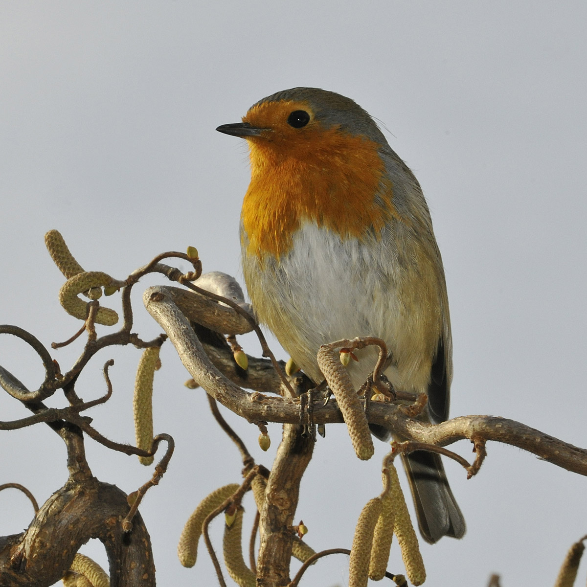 robin on the core