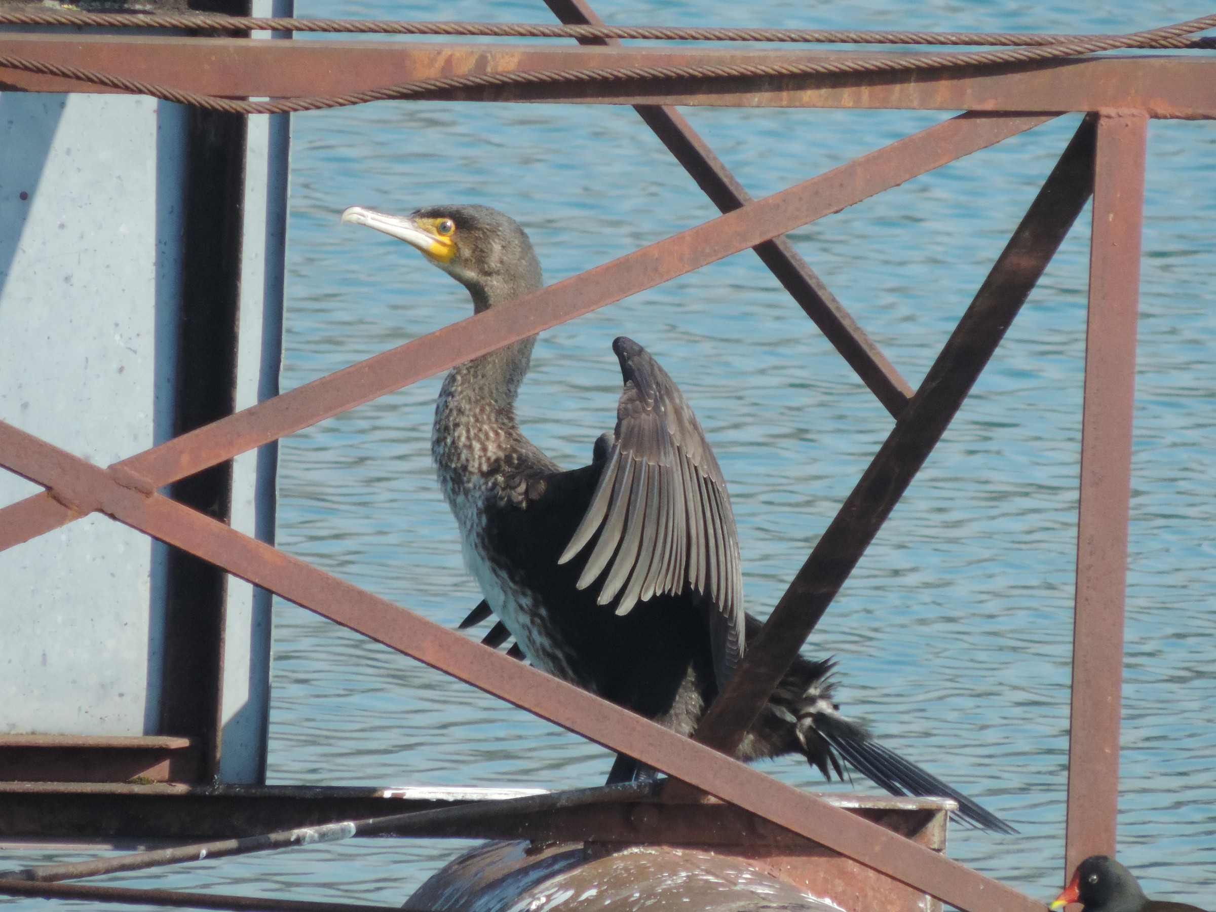 cormorant