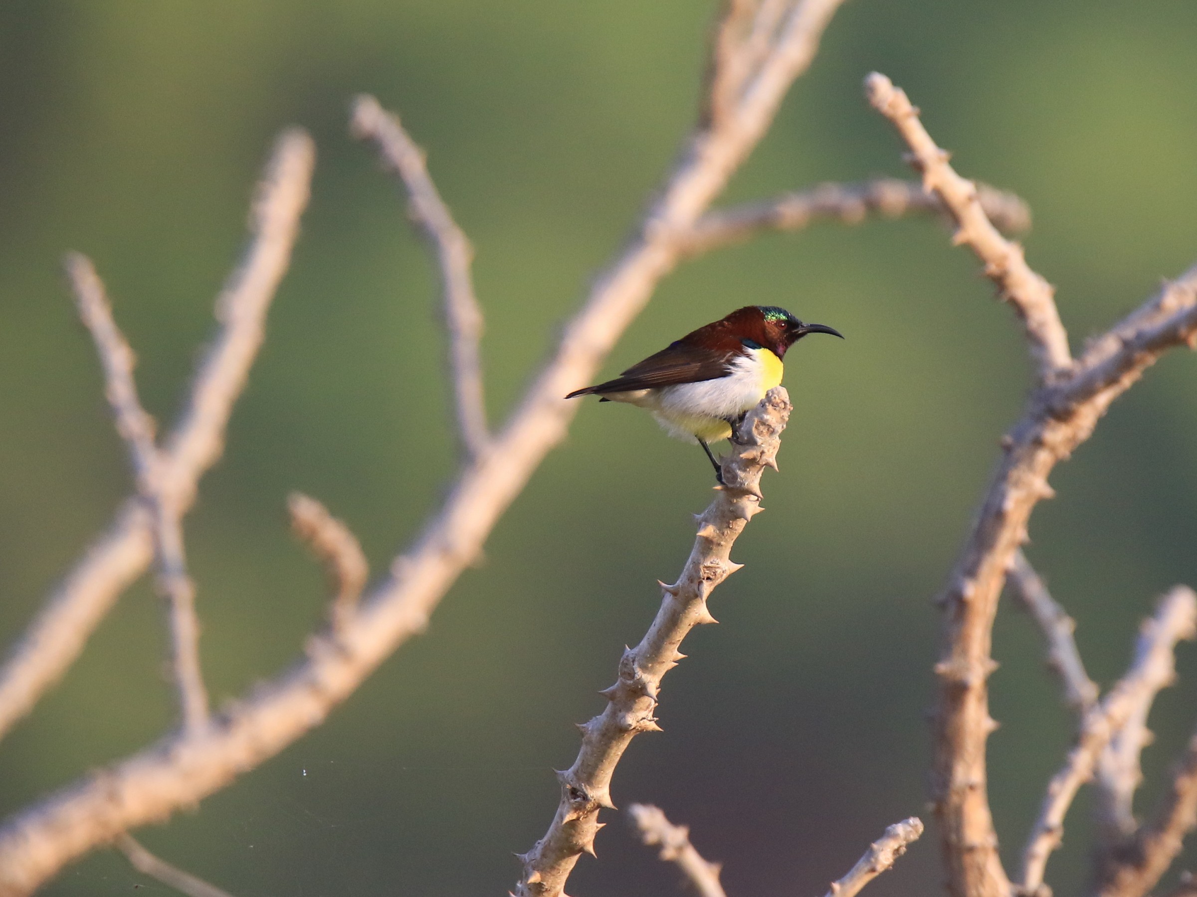 Nectarinia Zeylonica