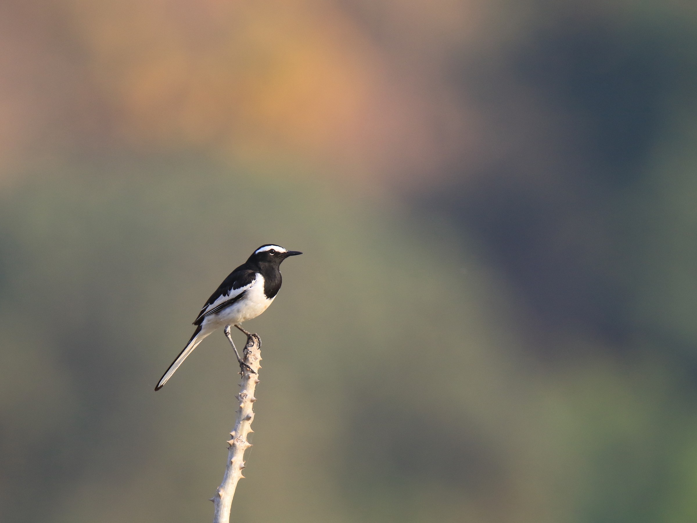 Wagtail Maderaspatensis