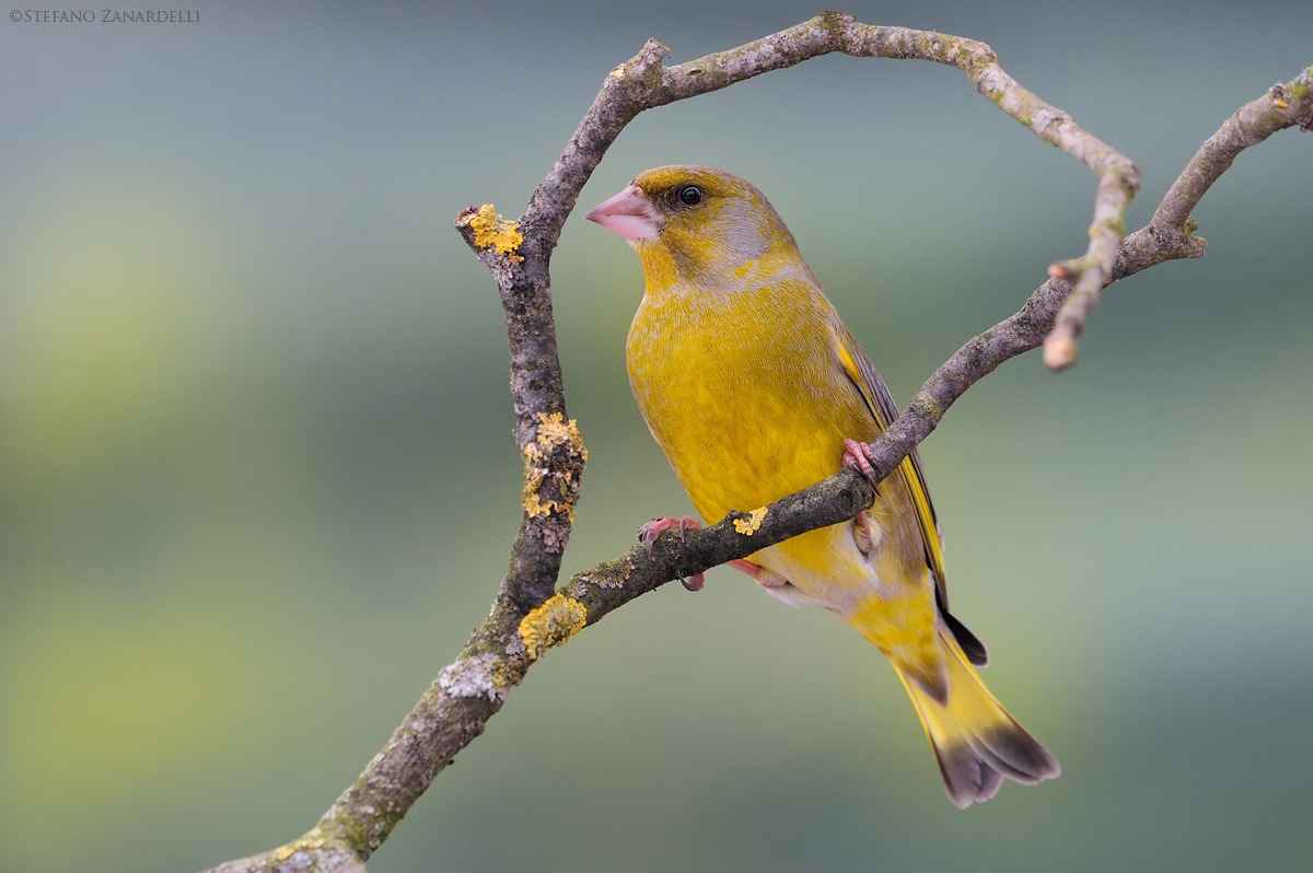 The carousel of Verdone ...