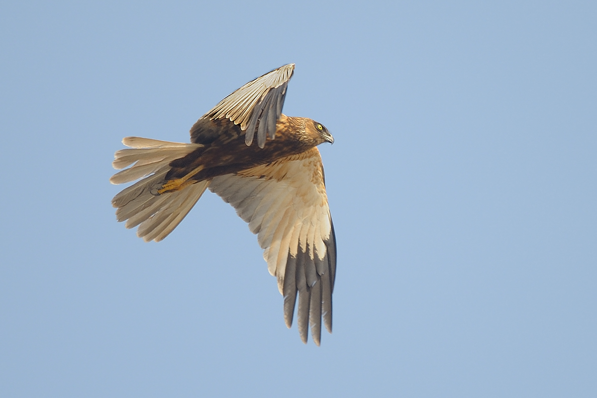Falco di palude maschio