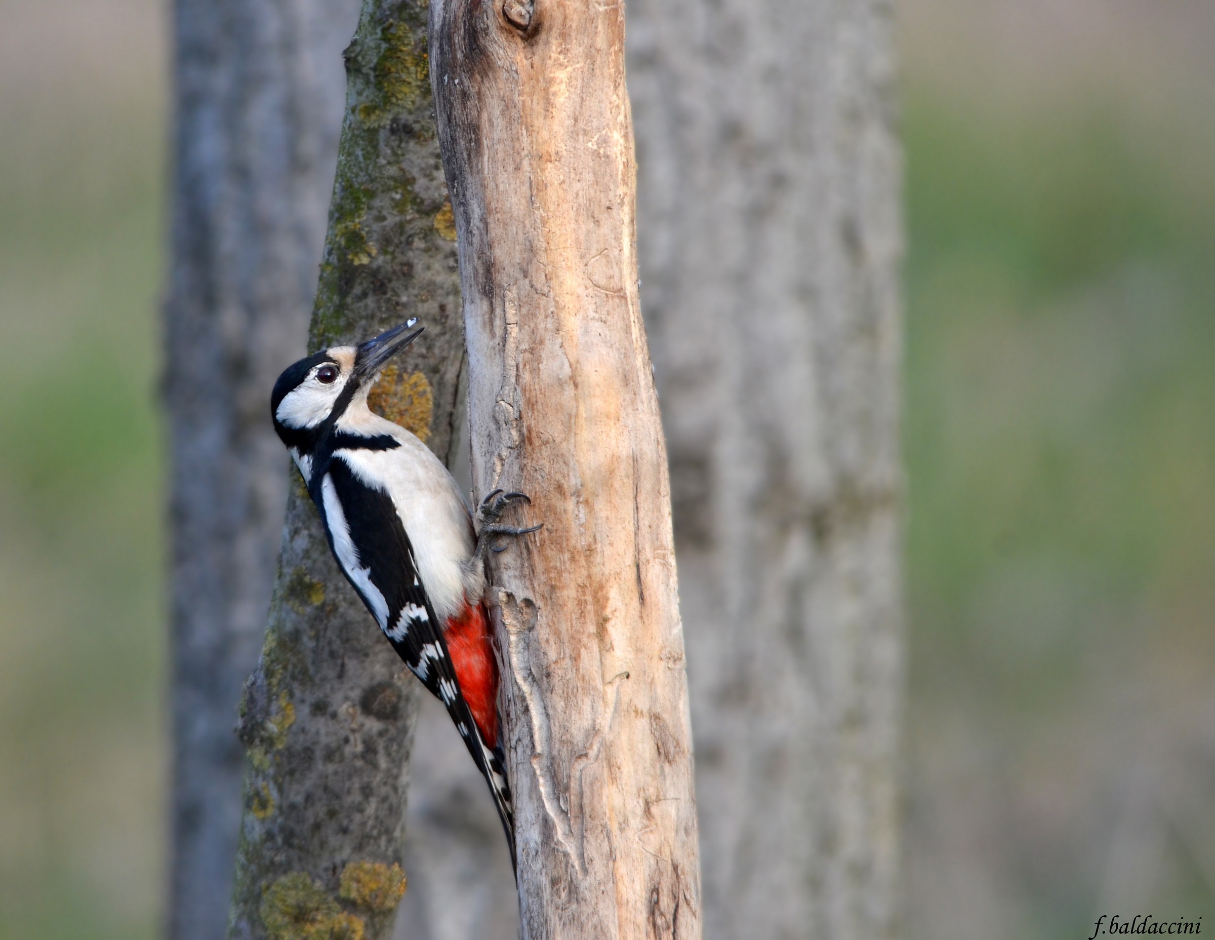 woodpecker