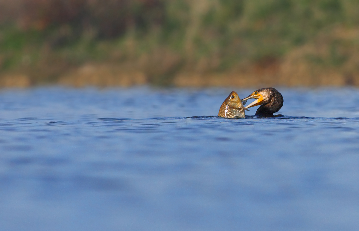 The usual exaggerated