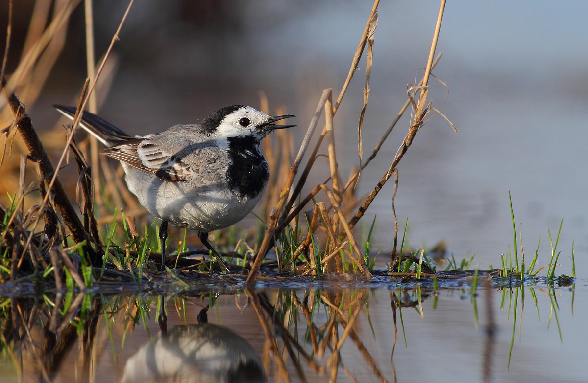 White Wagtail