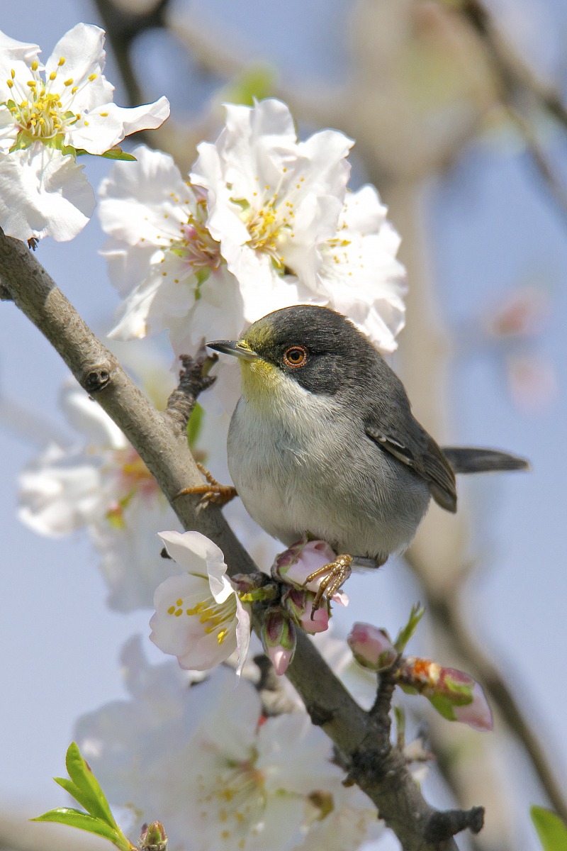 Occhiocotto sul mandorlo