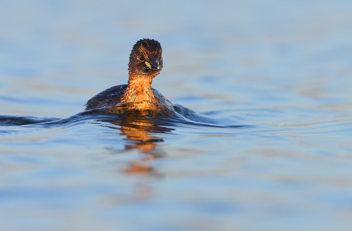 Little Grebe